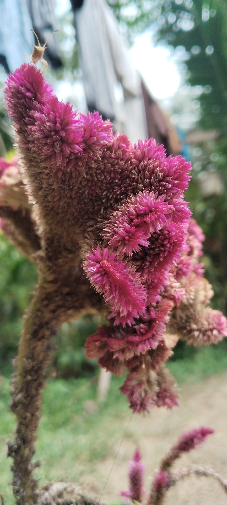 In Meunasahmee, Indonesia, a close-up, vertical, shallow depth-of-field shot captures a prickly pink flower and a small, light-brown insect resting on its surface. The flower's velvety texture is evident, with its fluffy petals clustered together, displaying shades of pink and brown. The insect, a beetle or similar arthropod, is perched on the uppermost petal, its antennae extended. The background is softly blurred, with hints of green foliage and a pale, out-of-focus structure that could be part of a building or shelter. The lighting suggests an outdoor setting, possibly during the day.