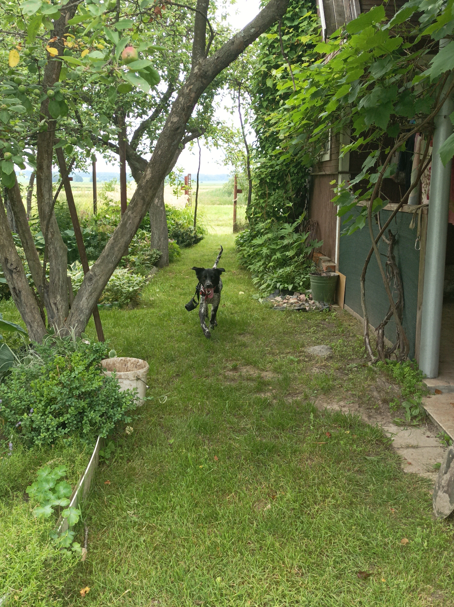 In the village of Прыбыткаўскі сельскі Савет, Belarus, a black and white spotted dog is captured mid-run across a grassy yard. The dog, with its tongue out and ears back, appears to be chasing something or playing. The yard is overgrown with lush green grass, interspersed with leafy bushes and the trunks of several trees. In the foreground, to the left, is a dense green bush and a white bucket. To the right, a weathered wooden structure with a dark green wall is visible, partially covered by climbing vines. The background shows a field of tall grass and a distant body of water, suggesting a rural setting. The overall impression is one of a casual, outdoor scene on a bright day.