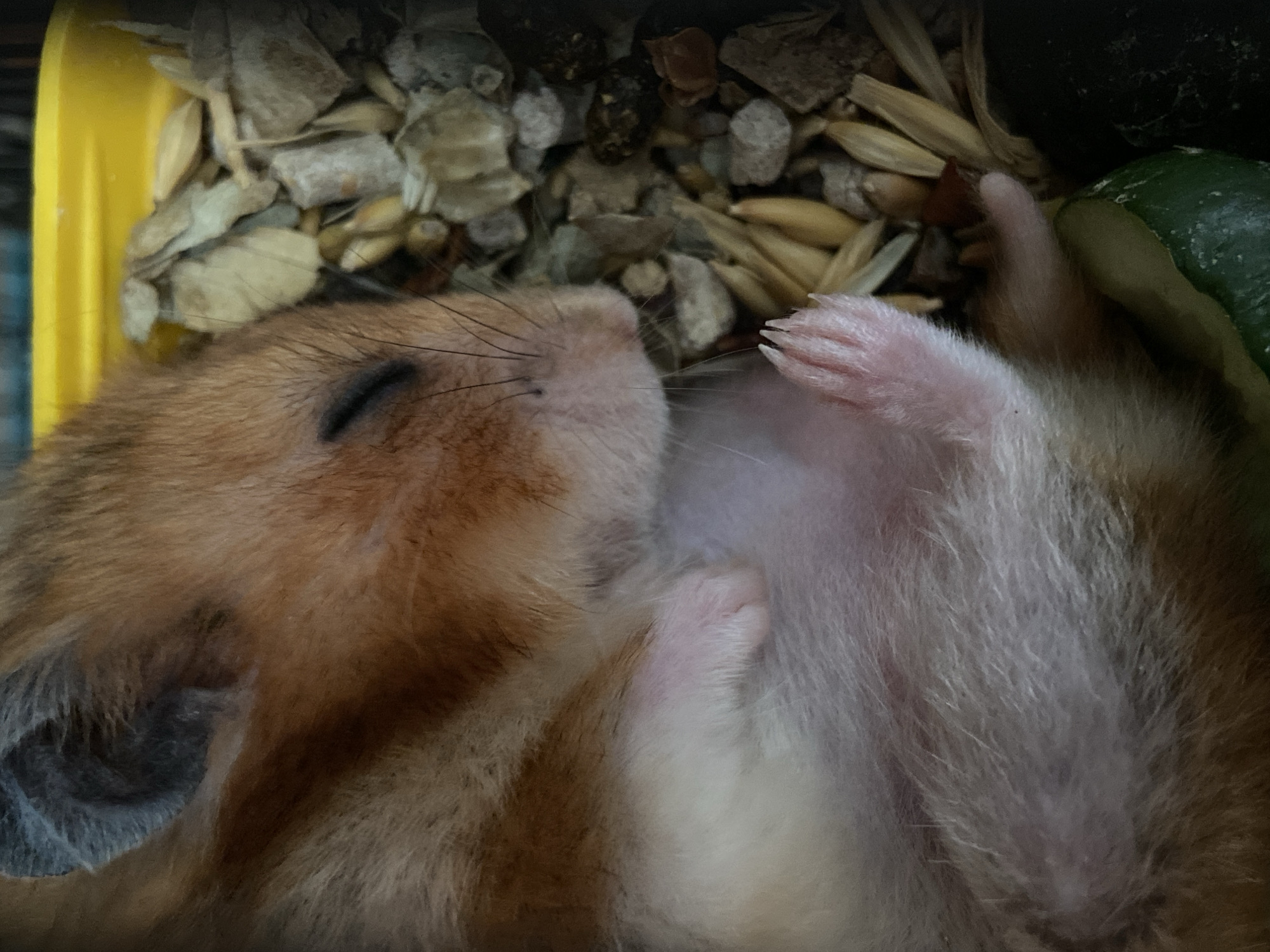 A close-up, overhead shot shows a sleeping hamster curled on its side. The hamster has light brown and white fur. Its eyes are closed and its small paws are visible. The hamster is lying on a bed of wood shavings, seeds, and some small pebbles. A yellow plastic container is visible at the top of the image. The background is dark and out of focus. The scene is indoors, as indicated by the artificial lighting.