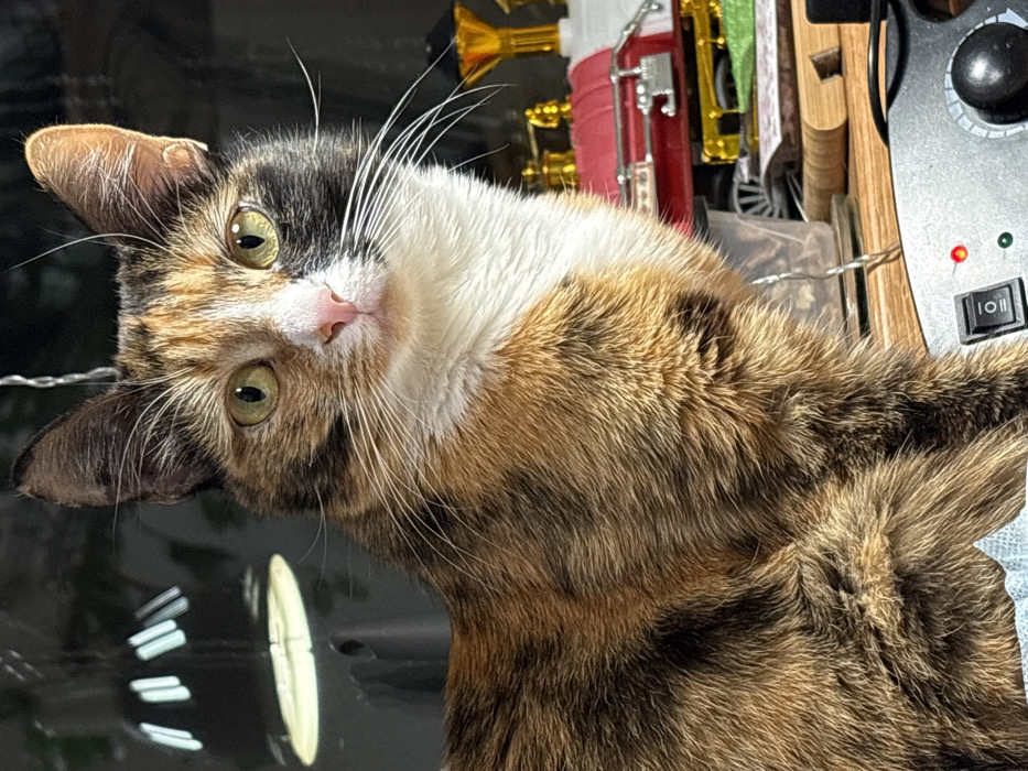 A calico cat with green eyes tilts its head toward the camera. The cat's fur is a mix of white, black, and orange, particularly prominent on its chest. Whiskers extend from its face. The background is cluttered with various objects, including red and gold figurines, a wooden board, and a grey electronic device with a knob and an illuminated red light.