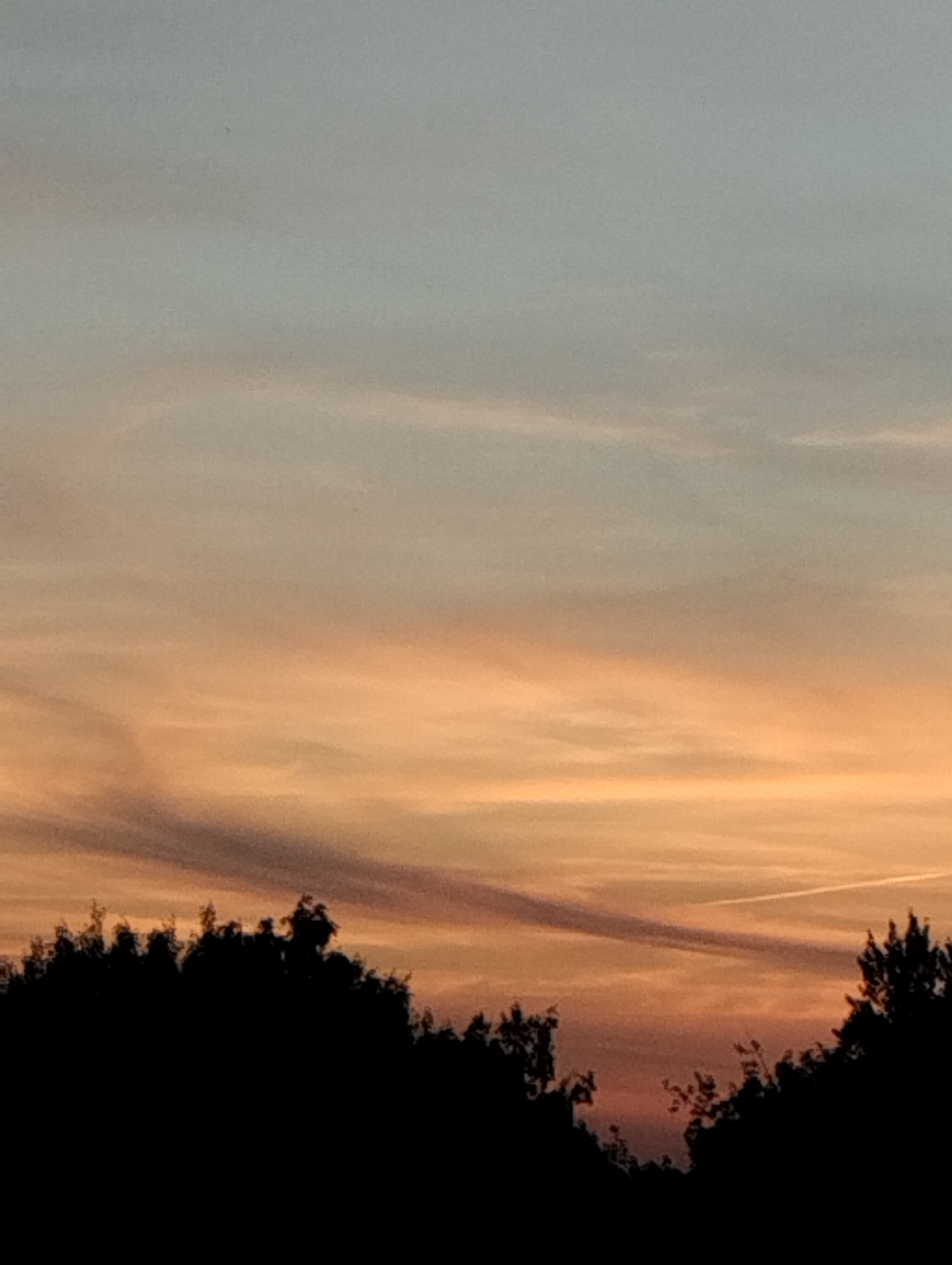 A silhouetted treeline forms the bottom third of the image against a soft gradient sky. The sky transitions from a pale blue at the top to shades of peach and orange near the horizon. Wispy clouds are visible in the upper half, with longer, more defined streaks of clouds appearing in the lower half, some tinged with purple. A faint contrail is visible in the upper right portion of the sky. The image appears to be a landscape photograph taken during either sunrise or sunset. There are no discernible landmarks or specific features that would indicate a location in Minsk, Belarus.
