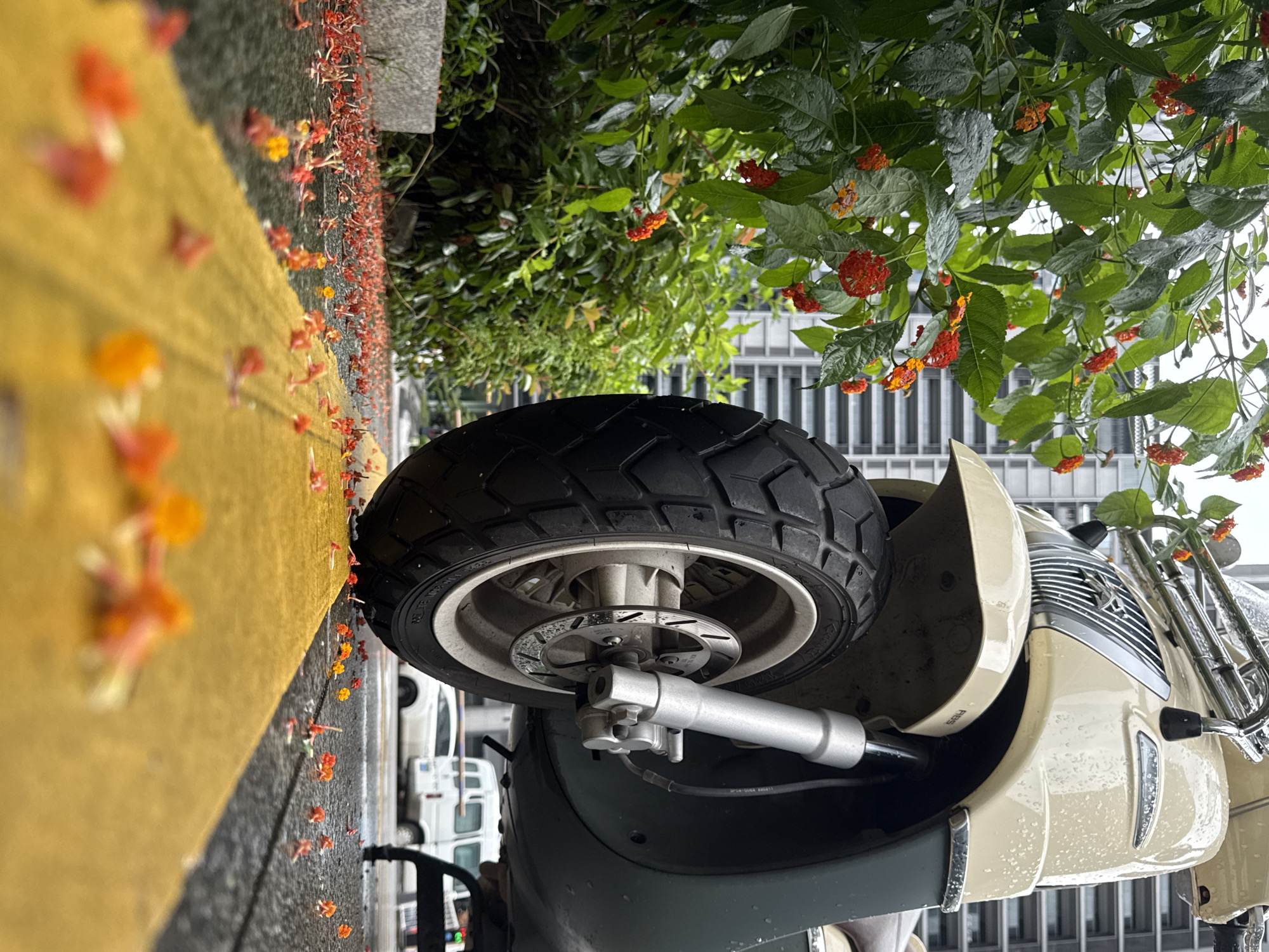 A low-angle, close-up shot captures the front wheel and lower portion of a cream and dark green scooter parked on a wet asphalt surface. Red and orange flower petals are scattered across the ground, particularly concentrated along a bright yellow painted line that runs diagonally across the frame. To the left, a lush green bush with small red and orange flowers is visible, its leaves glistening as if from recent rain. In the background, the blurred facade of a modern high-rise building looms, suggesting an urban environment. The lighting is overcast, typical of a humid or rainy day in Yiwu, China, a city known for its international trade markets and vibrant street life. There are no people or animals visible in the immediate vicinity of the scooter. The overall impression is one of a momentarily still moment amidst a bustling city, enhanced by the fallen petals and the dampness of the surroundings.