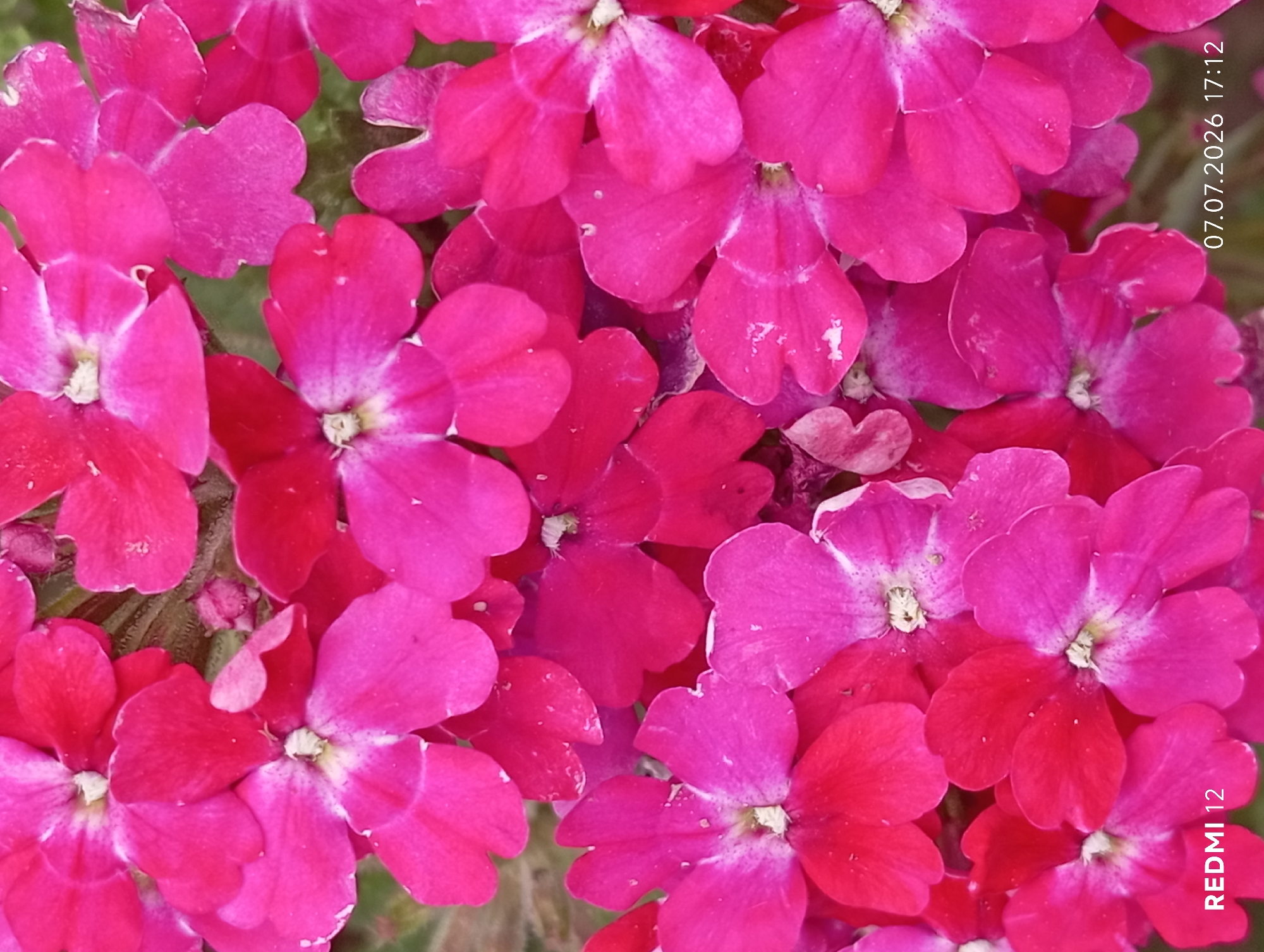 This is a close-up, vertical shot of a cluster of bright pink and magenta verbena flowers. The flowers fill the frame, with some petals overlapping and others slightly out of focus, creating a sense of depth. The lighting appears to be natural, suggesting daytime, and the colors are vibrant, hinting at sunny weather. There are small water droplets visible on some of the petals, indicating recent rain or dew. The background is blurred, with hints of green foliage, but no specific location cues are apparent.
The visible text overlay includes "07.07.2026 17:12" in the upper right corner and "REDMI 12" in the lower right corner. These are likely a date and time stamp and a camera model identifier. No people or other objects are present in the image. The overall mood is cheerful and summery, focusing on the beauty of the blooming flowers. The setting is likely an outdoor garden or natural landscape, given the presence of flowers and foliage. The date stamp suggests the photograph was taken on July 7, 2026, at 5:12 PM. The location context provided is Smila, Ukraine.