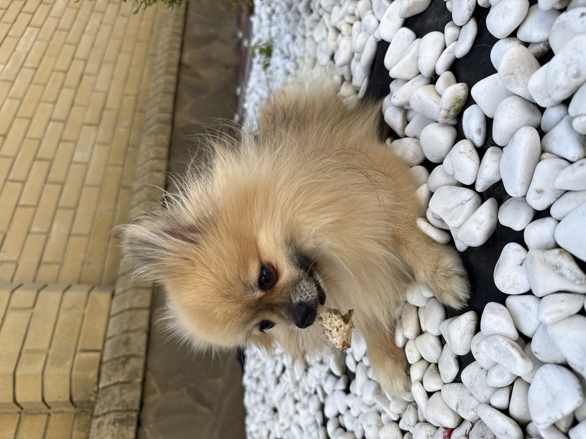 A light brown Pomeranian dog lies on a bed of white pebbles, chewing on a piece of food. The dog's fur is fluffy and windswept. In the background, a light yellow brick wall is visible. The scene appears to be outdoors, possibly in a garden or yard. The photograph was taken in Horbanivka, Ukraine.