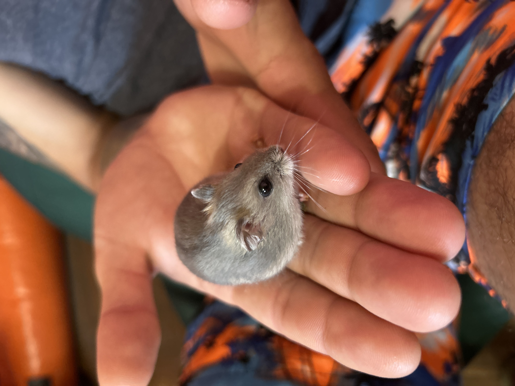 A close-up, eye-level shot shows a small, gray hamster being held cupped in the palm of a person's left hand. The hamster is facing towards the right side of the frame and is looking forward with its black eye visible. Its whiskers are spread out and visible. The hamster's fur appears to be a light gray with some darker gray markings on its back. The person's hand is large and appears to be male, with visible lines and texture on the palm and fingers. The person is wearing a blue t-shirt, partially visible on the right side of the frame, and colorful patterned shorts with orange and blue tones. The background is out of focus and shows an orange cylindrical object and a green surface. No specific location in Mykilka, Ukraine is identifiable from the image.