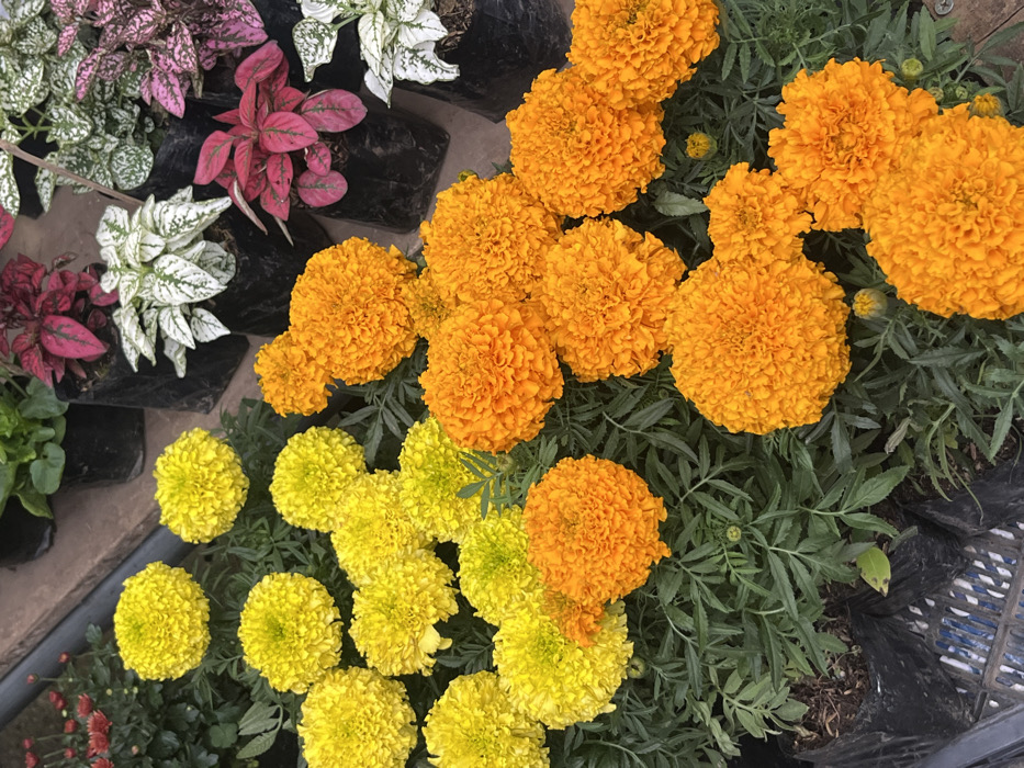 A vibrant arrangement of potted flowers fills the frame. Bright yellow and orange marigolds dominate, their dense, globular blooms creating a textured visual field. Adjacent to these are smaller pots of plants with variegated leaves, featuring shades of pink, red, and white against dark green foliage. The plants are arranged closely together, creating a dense, colorful mosaic. Plastic pots house the individual plants.