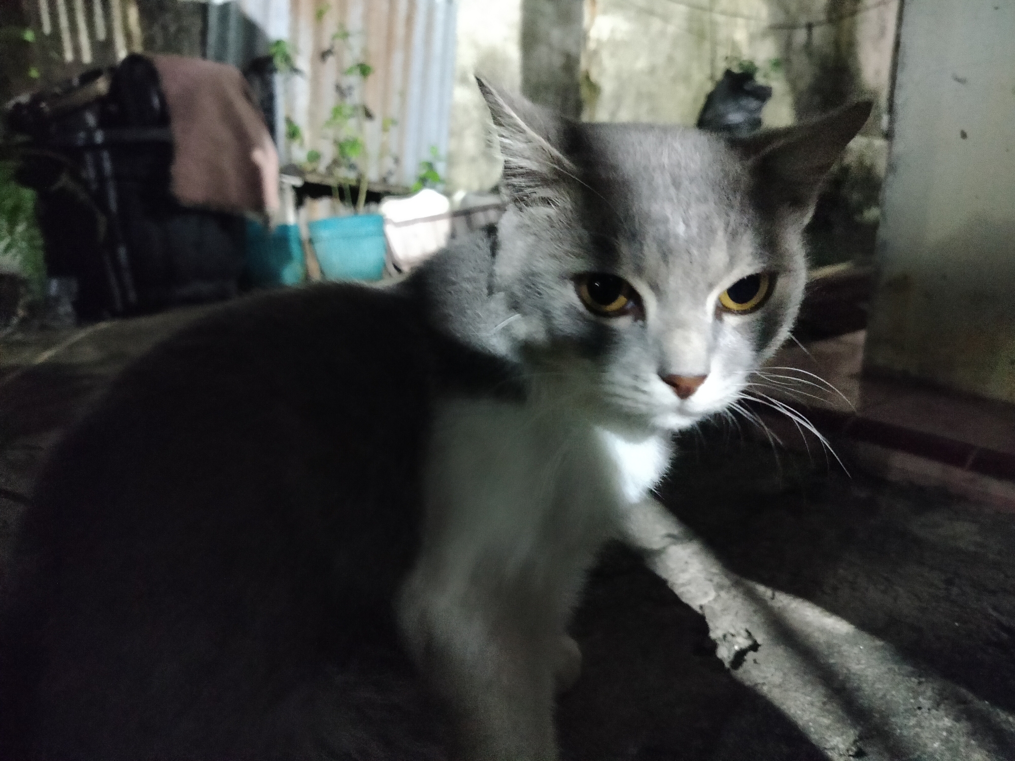 A medium shot captures a grey and white cat with yellow eyes sitting outdoors on a rough, dark surface, possibly wood or concrete. The cat is positioned to the right of the frame, facing slightly left, with its head tilted. In the background, blurred elements suggest an outdoor setting. To the left, a dark object, possibly a bin or furniture, is covered with a brown cloth. Behind that, a white structure with vertical lines, like corrugated metal or fencing, is visible. Green foliage and blue planters are also present, indicating a yard or garden area. The lighting is dim, with shadows cast across the scene. The overall impression is that of an ordinary domestic setting in Kumbangindah, Indonesia.