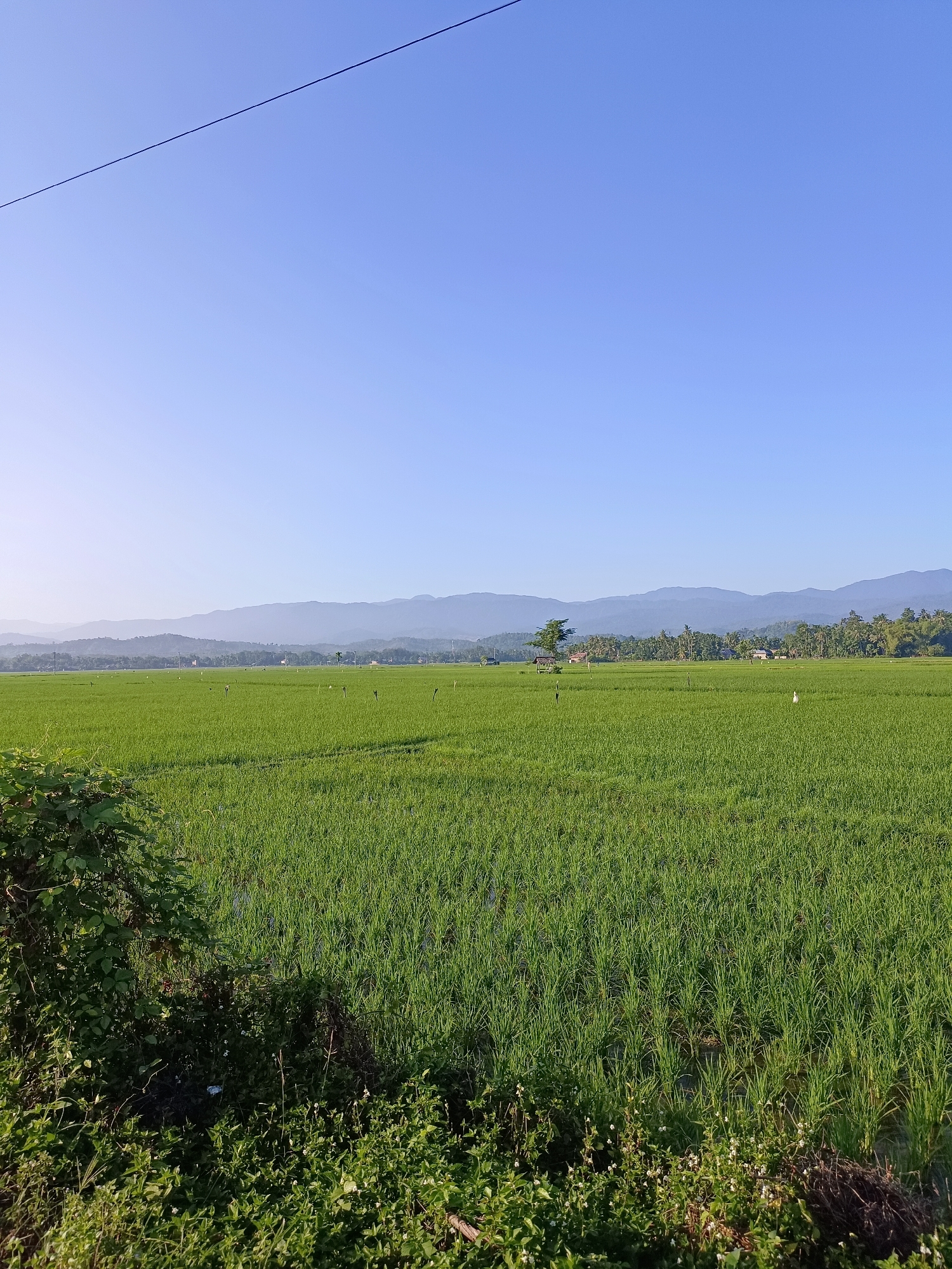 A wide shot captures a vibrant green rice paddy stretching towards a hazy mountain range under a clear blue sky. The foreground features lush, dense foliage and vegetation, with some dry twigs and branches visible. The rice paddy itself appears flooded, with rows of young rice plants creating a textured carpet. Small, wooden stakes dot the field, likely used for marking or supporting crops. In the distance, a solitary tree stands out against the horizon, accompanied by a small, rustic structure that could be a hut or shelter. A few white figures, possibly birds or scarecrows, are scattered across the field. Beyond the paddy, a line of trees forms a natural barrier before the undulating mountains, their peaks softened by atmospheric perspective. A thin wire, possibly a power line or clothesline, bisects the upper portion of the sky. The scene evokes a sense of rural tranquility in Kampung Jumpa, Indonesia.