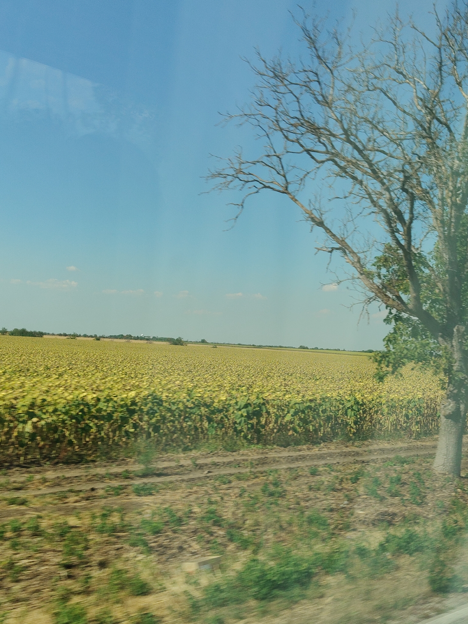 A wide-angle, medium-distance, natural light, eye-level shot depicts a vast field of sunflowers stretching across the horizon under a clear blue sky in Dolni Dabnik, Bulgaria. A barren, leafless tree stands to the right of the frame, its branches reaching towards the sky. The field of sunflowers is dense and appears to be nearing the end of its bloom, with many of the flower heads drooping slightly. The ground in the foreground is a mixture of dry soil and sparse green vegetation, suggesting a rural or agricultural setting. The image is slightly blurred due to motion, indicating it was likely taken from a moving vehicle. The overall impression is one of a serene, open landscape in the Bulgarian countryside.