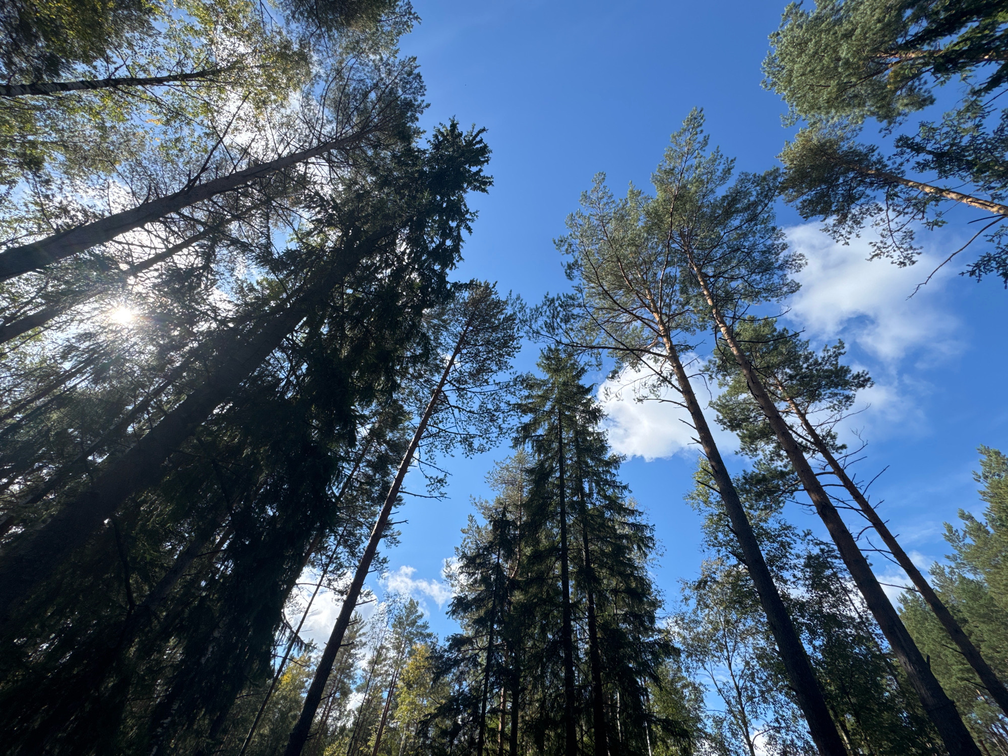 A low-angle shot captures tall pine trees reaching towards a bright blue sky with scattered white clouds. The sun shines through the branches, creating lens flare. The forest floor is not visible, as the image focuses on the upward view of the canopy. The scene is set in a forest in Arfa, Russia.