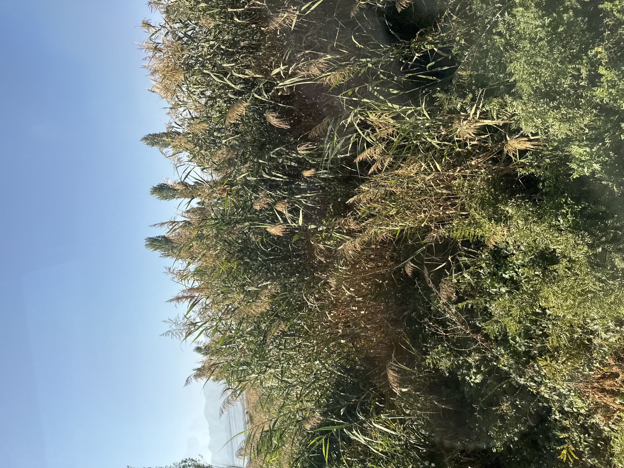 The image captures a dense thicket of reeds and other green vegetation under a clear blue sky. Tall reeds with feathery plumes dominate the mid-ground, some appearing dry and brown, while others are still green. Interspersed with the reeds are taller, slender green trees, possibly poplars, that reach towards the sky. The foreground shows a mix of shorter green plants and dry, brown foliage, suggesting a natural, untamed environment. In the far distance, faint, hazy mountain ranges are visible under the bright sky. The scene is devoid of any people or structures, portraying a natural landscape. While the image itself does not provide explicit clues to its location within the city of Суяб, Kyrgyzstan, it depicts a rural or natural setting that could exist in or around such a city, likely a wetland area or riverbank given the prevalence of reeds.