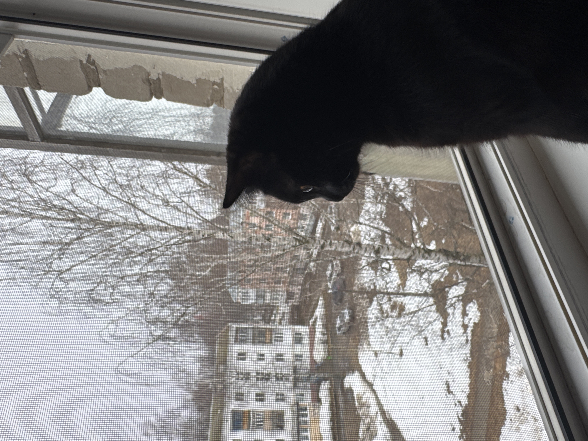 A black cat perches on a windowsill, gazing down at a snowy urban scene. Outside the window screen, bare trees frame a view of apartment buildings in what appears to be Chaikovsky, Russia. Snow covers the ground and clings to branches. The image is taken from inside, looking out.