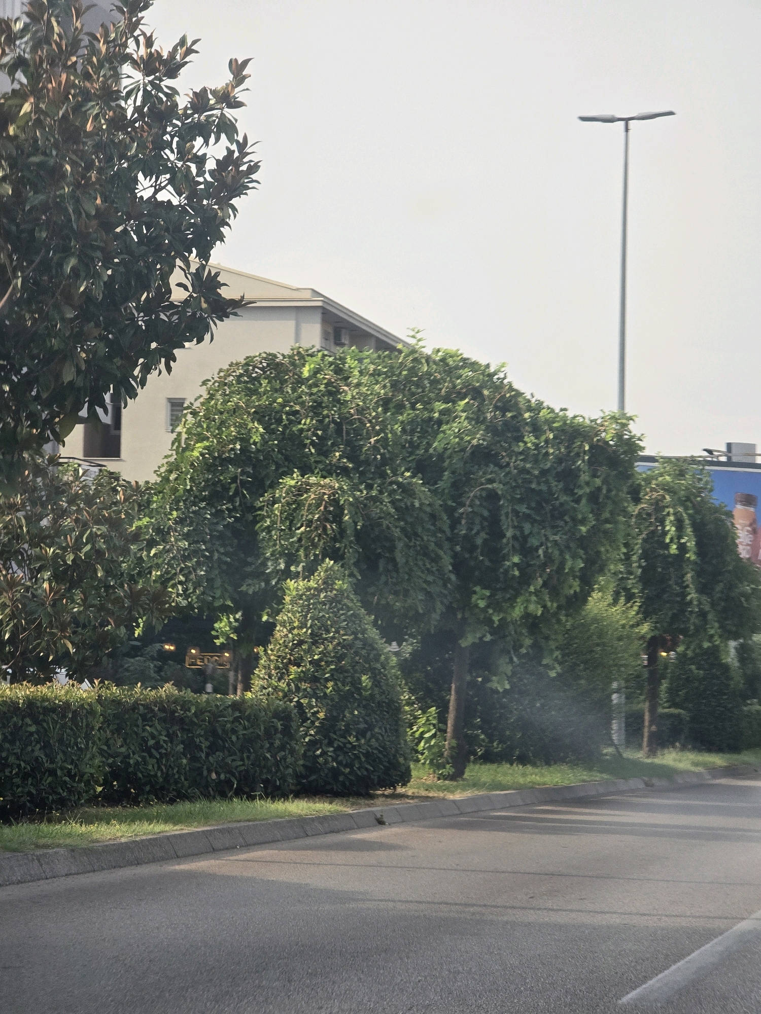 A street view in Podgorica, Montenegro, features a road in the foreground, bordered by a curb and a strip of grass. Beyond the grass is a meticulously maintained hedge, which is then followed by a variety of trees and bushes. In the background, a modern building with a light-colored facade and windows is visible. To the right, a tall street lamp with a dual-headed fixture stands against a hazy sky. Further to the right, a billboard with a colorful advertisement is partially visible. The scene is characterized by lush greenery and urban infrastructure, suggesting a well-kept public space.