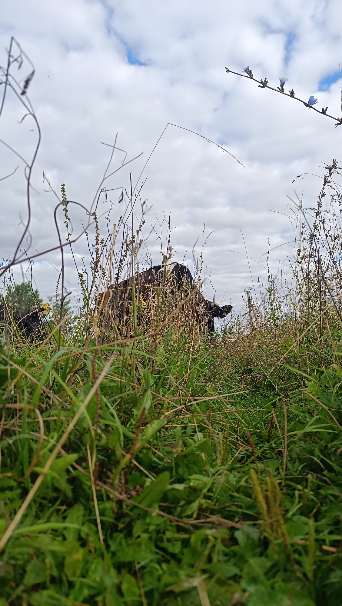 The image depicts a low-angle view of a grassy field with tall dry grasses and some green vegetation in the foreground. In the mid-ground, partially obscured by the grasses, are at least two cows. One cow, predominantly dark brown with some white markings on its head, is facing away from the camera, seemingly grazing. The other cow is further back and less visible. The sky above is overcast with scattered patches of blue and white clouds. A thin branch with small blue flowers is visible extending from the upper right corner of the frame, silhouetted against the sky. The overall impression is of a natural, rural landscape. The image does not contain any information suggesting it is located in Karsha, Russia, or any specific urban setting.