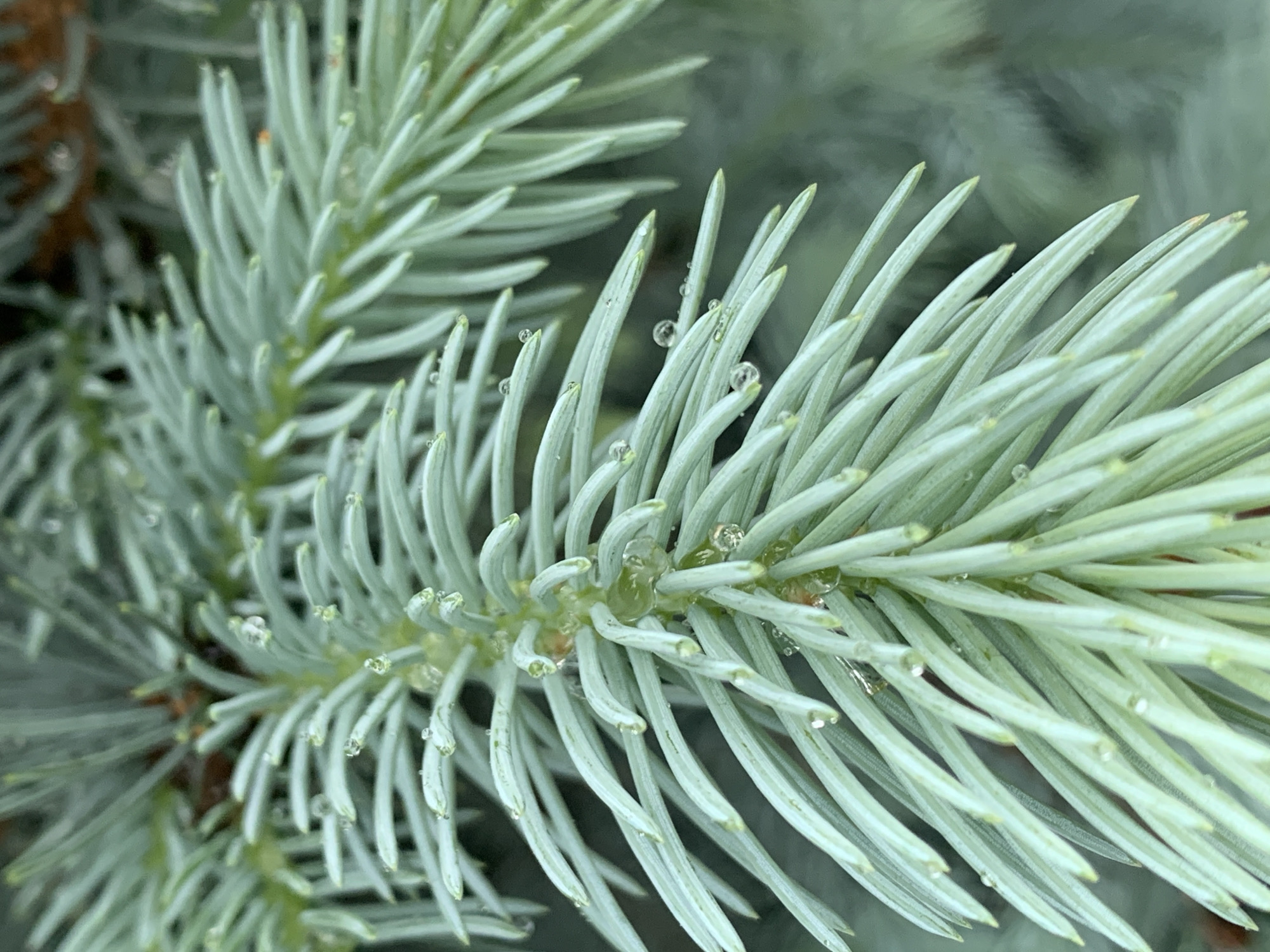 The image shows a close-up of a branch from a blue spruce tree, likely a Colorado blue spruce (Picea pungens). The needles are a glaucous blue-green color and covered with small water droplets. The needles are arranged radially around the twig. The background is blurred but appears to be more foliage. There is no information in the image to identify its location as Stavropol, Russia.