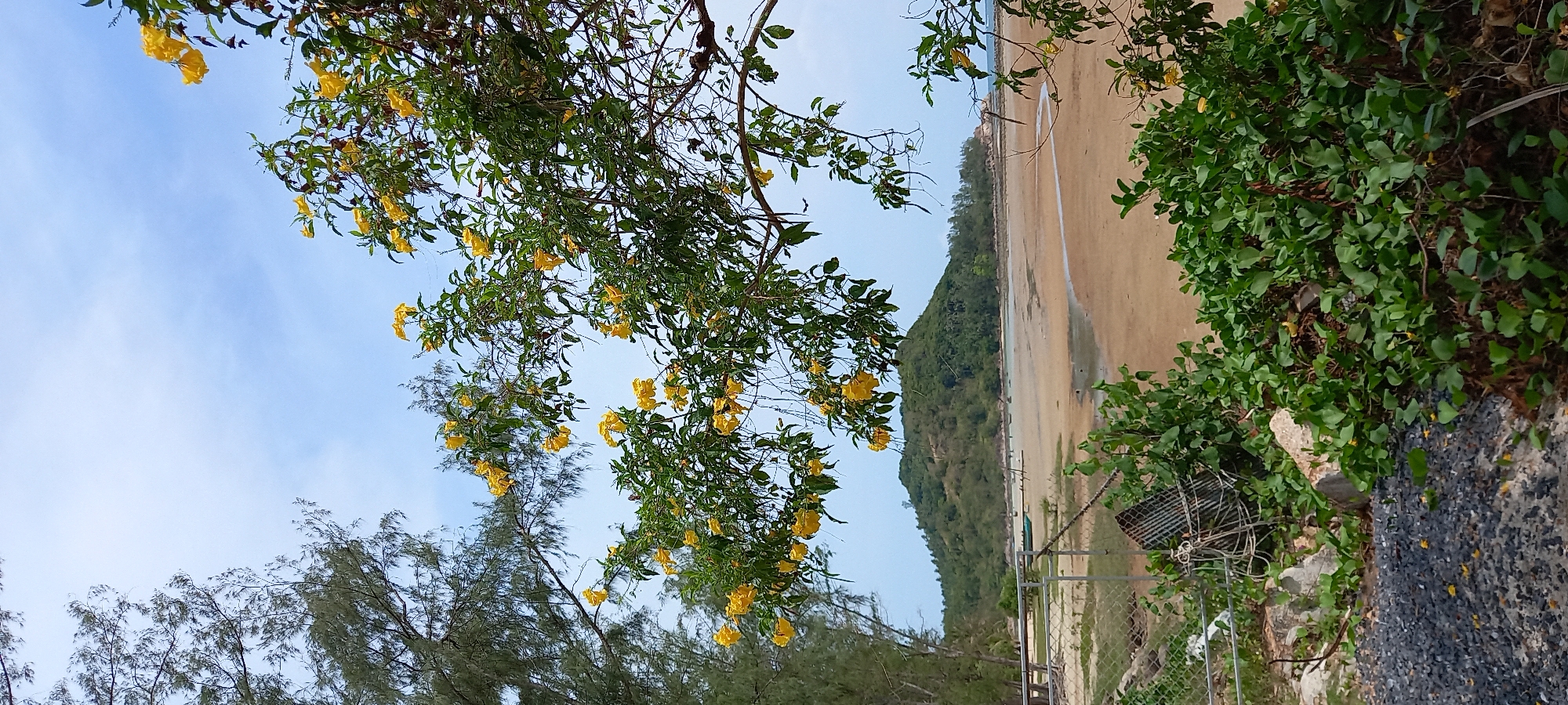 Baan Chaloklum, Thailand. The image shows a coastal scene featuring a sandy beach and lush vegetation. Yellow flowering trees frame the view, contrasting against the blue sky. A forested hill rises in the background. A fence and debris are visible on the right.