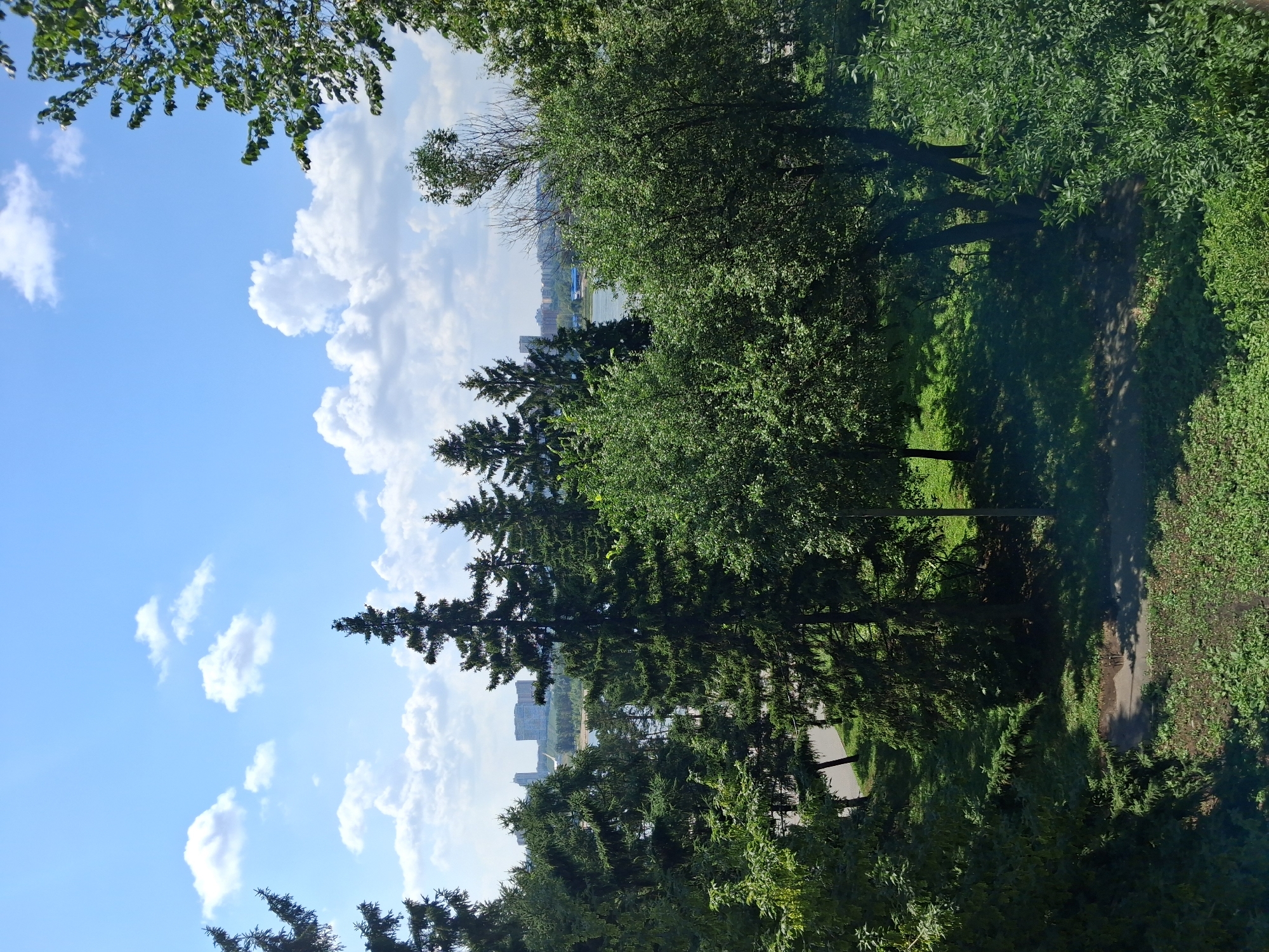The image depicts a daytime, exterior view of a park or green space with a distant cityscape. The foreground and midground are dominated by a dense arrangement of coniferous and deciduous trees, creating a layered effect of green foliage. Some of the coniferous trees are tall and pointed, characteristic of fir or pine. The ground beneath the trees is covered in grass and some patches of bare earth, with dappled sunlight filtering through the leaves. A paved pathway or road is visible curving through the greenery in the left midground.
In the background, beyond the trees, a body of water, likely a river or large pond, is visible. Further in the distance, a cityscape with various buildings, including what appear to be high-rise apartment complexes or office buildings, lines the horizon. The sky above is a bright blue with scattered white, puffy cumulus clouds.
The scene suggests a relatively peaceful urban environment with natural elements interspersed with man-made structures. Based on the architectural style of the distant buildings and the overall appearance of the landscape, this location is consistent with the area around the **Mikhailovskaya embankment in Novosibirsk, Russia**. The embankment often features a mix of parkland, water, and modern city development, and the presence of a wide body of water like the Ob River aligns with this location.