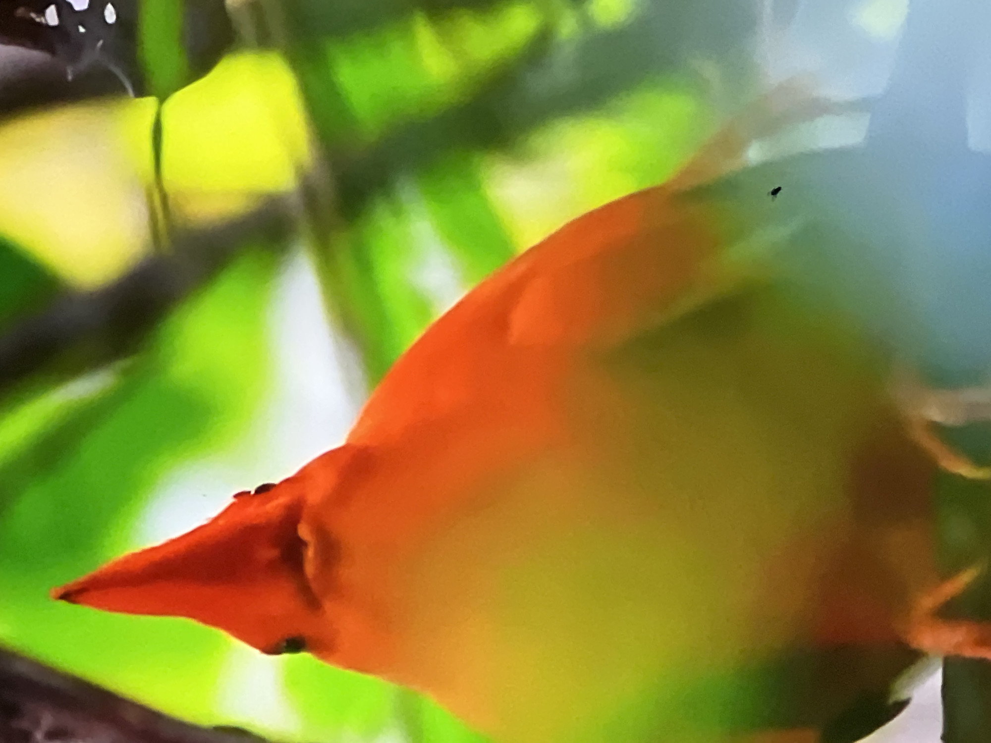 A close-up, low-angle, full-body shot shows a vibrantly colored bird perched on a branch. The bird is predominantly bright orange and yellow, with a pointed red crest on its head. Its eyes are small and dark. The background is blurred, with lush green foliage and some yellow and light blue areas. The image is taken in a natural, outdoor setting, likely a park or garden. There is no indication of the city of Casablanca, Morocco in this image.