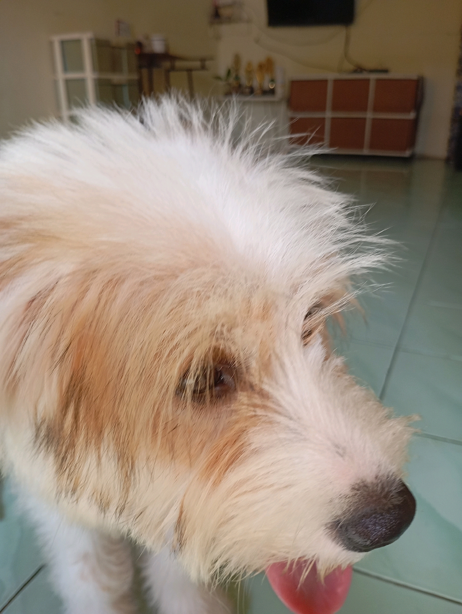 The image is a close-up shot of a dog's face, with its fur appearing somewhat disheveled. The dog has white and light brown fur, with dark brown eyes. Its tongue is visible, sticking out to the right side of the frame, appearing pink. The background is blurred but suggests an indoor environment, possibly a room in a house, with furniture and walls visible. The flooring appears to be tiled. The overall impression is that of a pet at home, with the focus entirely on the dog. It is not possible to determine the specific location in Balikpapan, Indonesia, from the visual information provided.