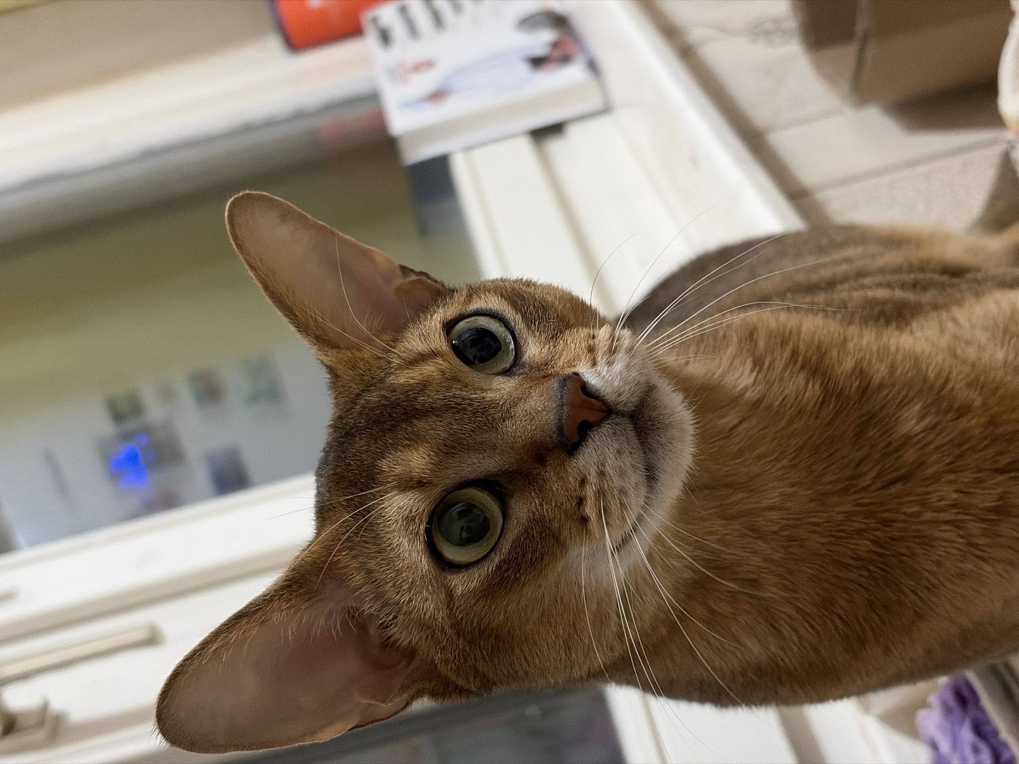 A close-up, eye-level shot captures a light brown Abyssinian cat with striking green eyes. The cat tilts its head, peering inquisitively at the viewer. Its fur is short and sleek, with a slightly darker stripe along its spine. Long, white whiskers sprout from its muzzle.
The background is blurred, but reveals a white surface, possibly a table or counter, with a partially visible book resting upon it. A window is present in the background, and a hint of blue light can be discerned reflecting in its glass.
There is no evidence to suggest a location in Chaikovsky, Russia.