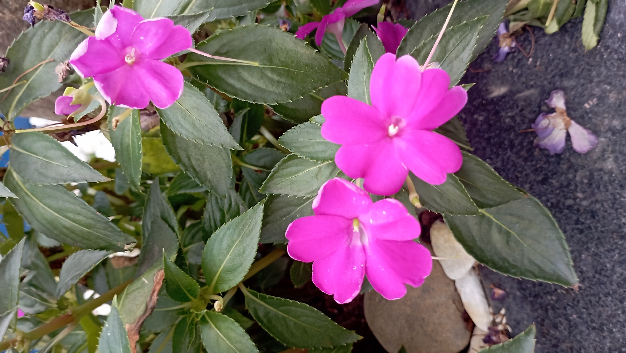 The image shows a cluster of bright pink flowers with dark green leaves. The flowers appear to be Impatiens. The setting appears to be outdoors, likely in a garden or landscaped area. In the background, there are some pebbles and what looks like a stone surface. The location is identified as Nha Trang Ward, Vietnam.