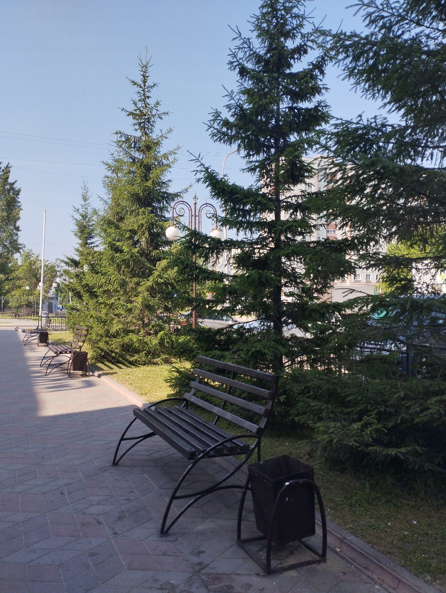 The image depicts a public walkway paved with interlocking bricks, laid in a diamond pattern. Several dark metal park benches with slatted seats and backs are positioned along the walkway. Adjacent to some of the benches are dark metal trash receptacles. Tall, mature spruce trees line the walkway, casting shadows on the ground. Behind the trees, a multi-story building with numerous windows is visible. In the background, a lamppost with white globes is present, and utility lines are strung across the clear blue sky. The scene appears to be a park or a public area within the city of Novosibirsk, Russia, during daylight hours. There are no people visible in the image.