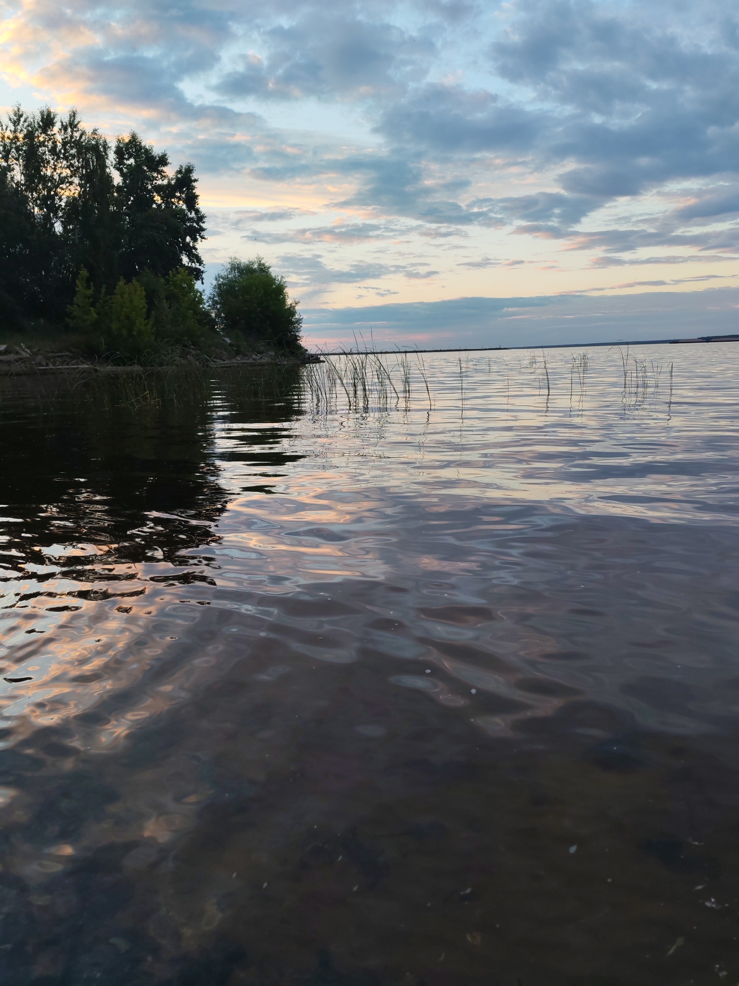 A vertical, eye-level, close-up shot shows a body of water reflecting a cloudy sunset sky. The water is dark and somewhat murky, with ripples causing distortions in the reflections of the sky and the silhouette of trees on the left bank. The sky is filled with a mix of gray and pink clouds, with lighter patches indicating the setting sun. Tall reeds are visible emerging from the water in the middle ground. The scene is serene and depicts a natural landscape, likely a river or lake near the city of Chaikovsky, Russia, given the context of the provided images.