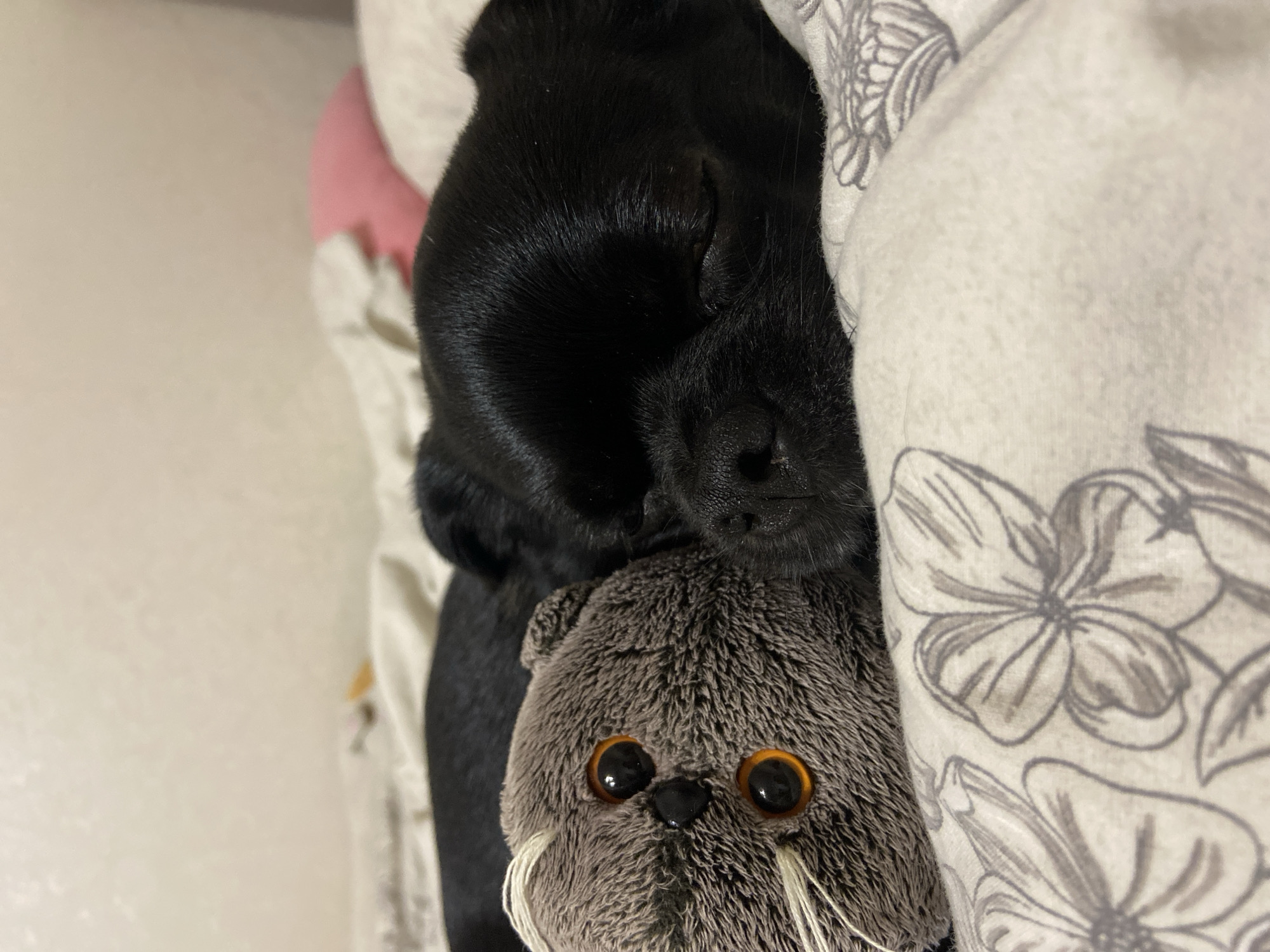 A black dog is sleeping on a bed next to a stuffed animal. The dog is lying on its side, with its head resting on the stuffed animal. The stuffed animal is a gray cat with large orange eyes. The bed is covered with a floral-patterned comforter. The background is a blurry wall and some pillows. This image is not taken in Revda, Russia.