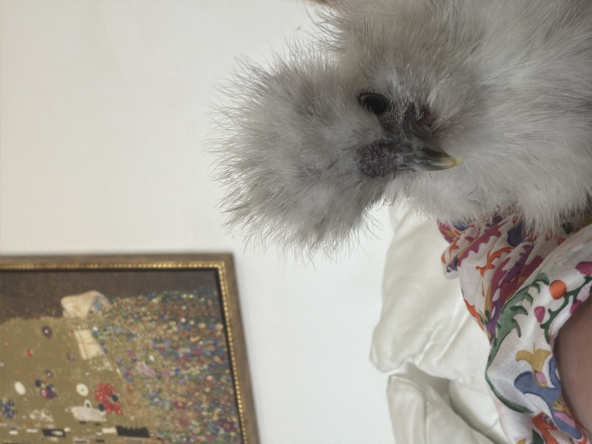 A close-up, medium shot captures a fluffy, white Silkie chicken with a fluffy crest and dark eyes, looking downwards. The chicken is nestled among white silk pillows and a colorful patterned scarf. In the background, a framed painting with a gold border is partially visible on a white wall. The scene appears to be indoors, in a domestic setting.