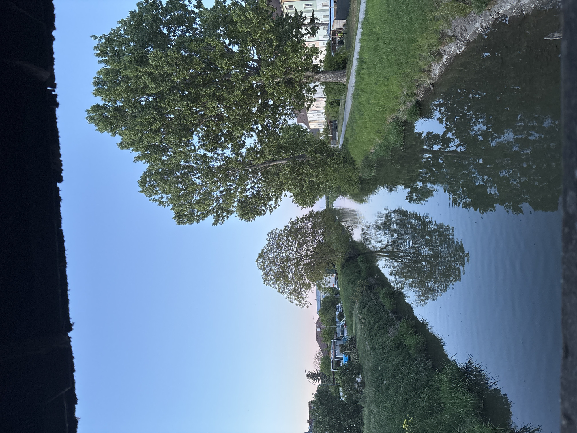 The image shows a tree reflected in a body of water. Green grass grows along the water's edge. Buildings are visible in the background. The photo was taken in Wiener Neustadt, Austria.