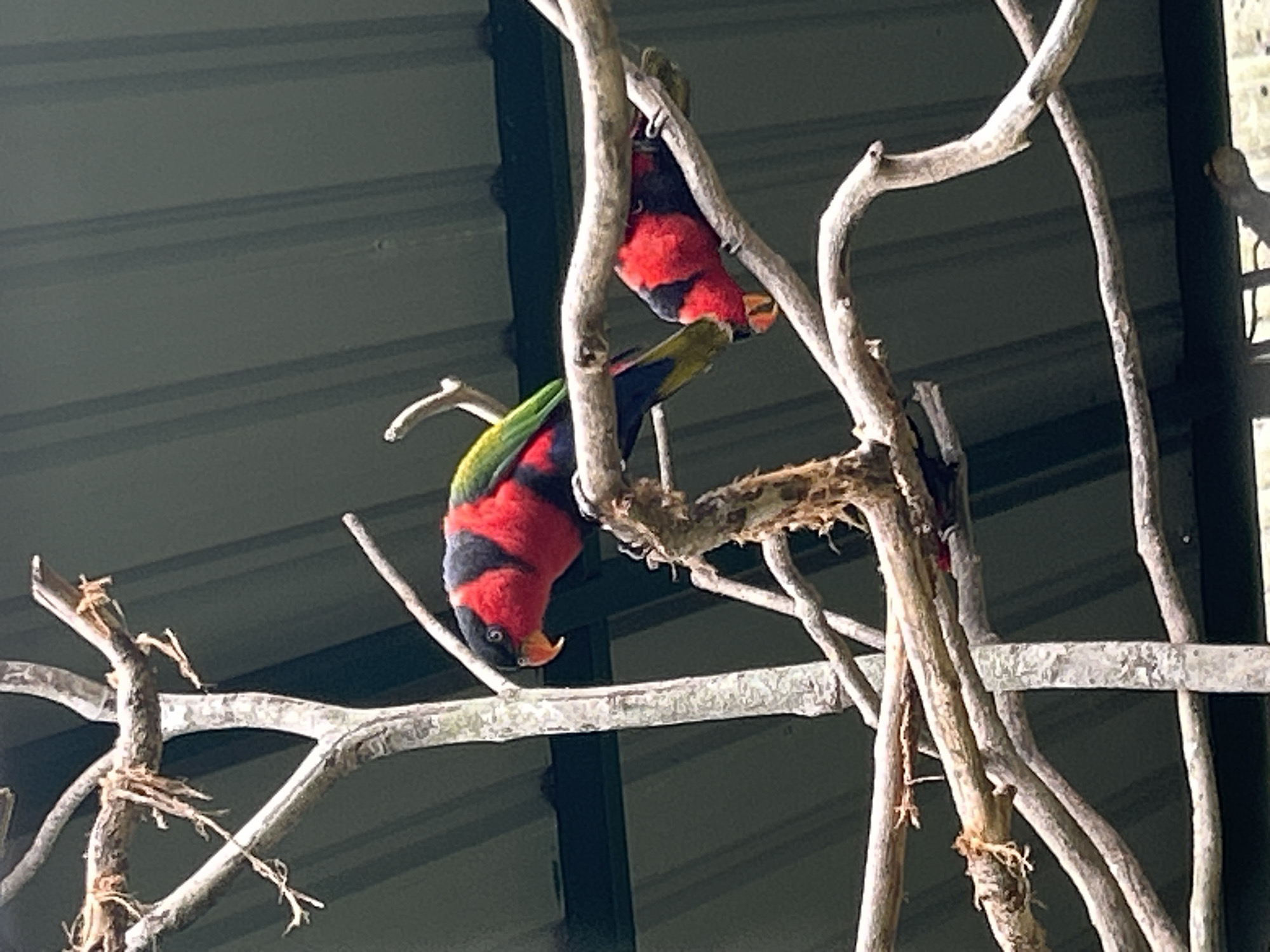 The image displays two colorful parrots perched on bare branches against a dark, corrugated metal roof. The parrot in the foreground is predominantly red with black markings on its head and chest, and has a green wing visible. It is facing left with its beak slightly open. Behind and to the left of the first parrot, a second parrot is partially visible, also red and black with green wings. The branches are dry and gnarled, suggesting an outdoor enclosure or aviary. The background is a blurred, dark green and gray structure, possibly a building or enclosure wall. The scene appears to be in Tanubada, Papua New Guinea, given the context provided.