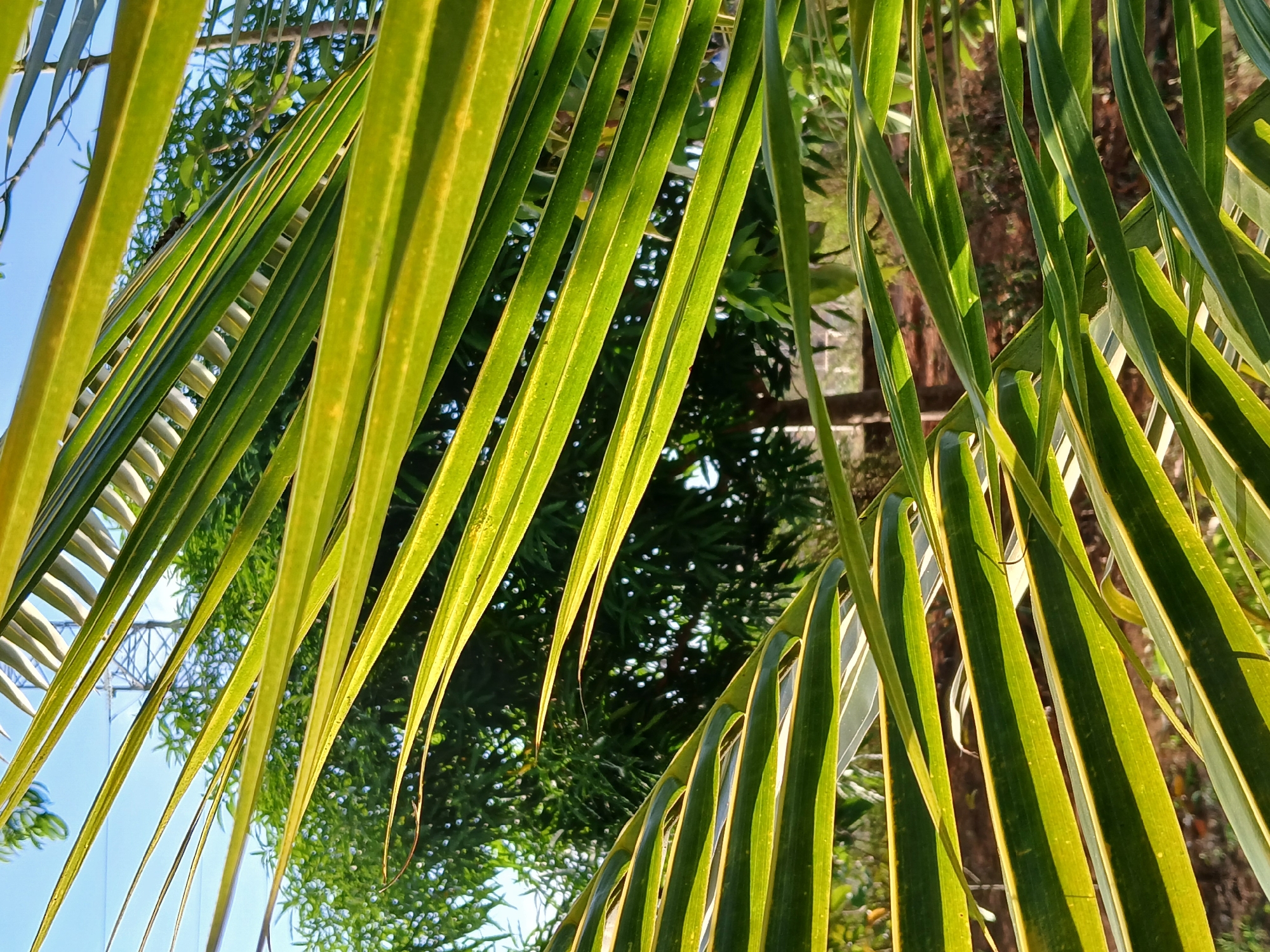 The image captures a close-up view through the fronds of a palm tree. The fronds are predominantly green with yellow edging, and they are angled across the frame, creating a pattern of light and shadow. Through the gaps in the fronds, glimpses of the sky and other foliage are visible. The location is likely within Ciudad Guayana, Venezuela, based on the prompt. The setting appears to be outdoors, with sunlight illuminating the scene.