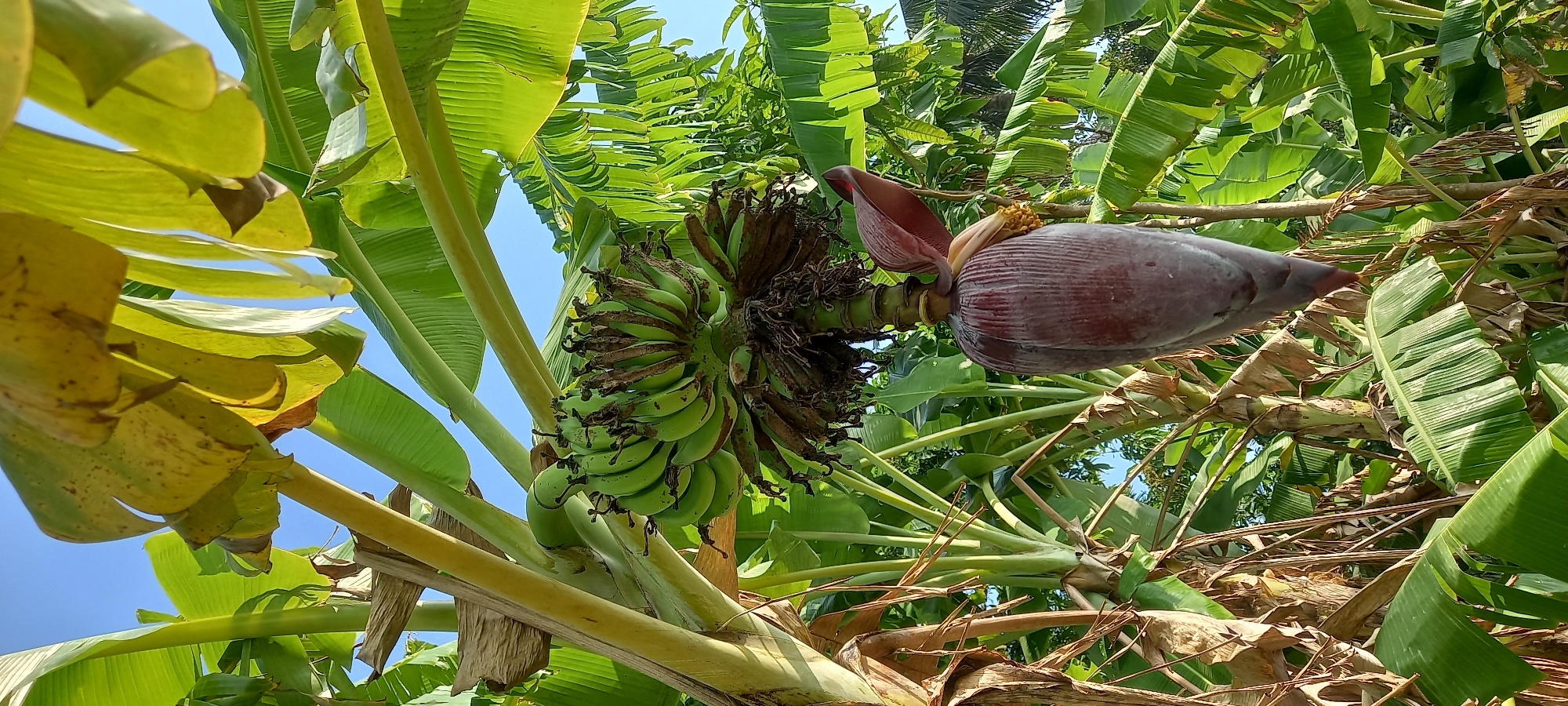 The image captures a close-up view of a banana tree with a developing bunch of green bananas and a prominent banana blossom hanging from the stalk. The leaves of the banana tree are lush and green, with some older leaves showing signs of yellowing and browning. The background consists of a clear blue sky, suggesting it was taken on a sunny day. The scene is consistent with the natural environment of Sidamulya, Indonesia, where banana cultivation is common. No people are visible in the image, and there are no specific actions or interactions to describe. The focus is solely on the banana plant and its reproductive parts.