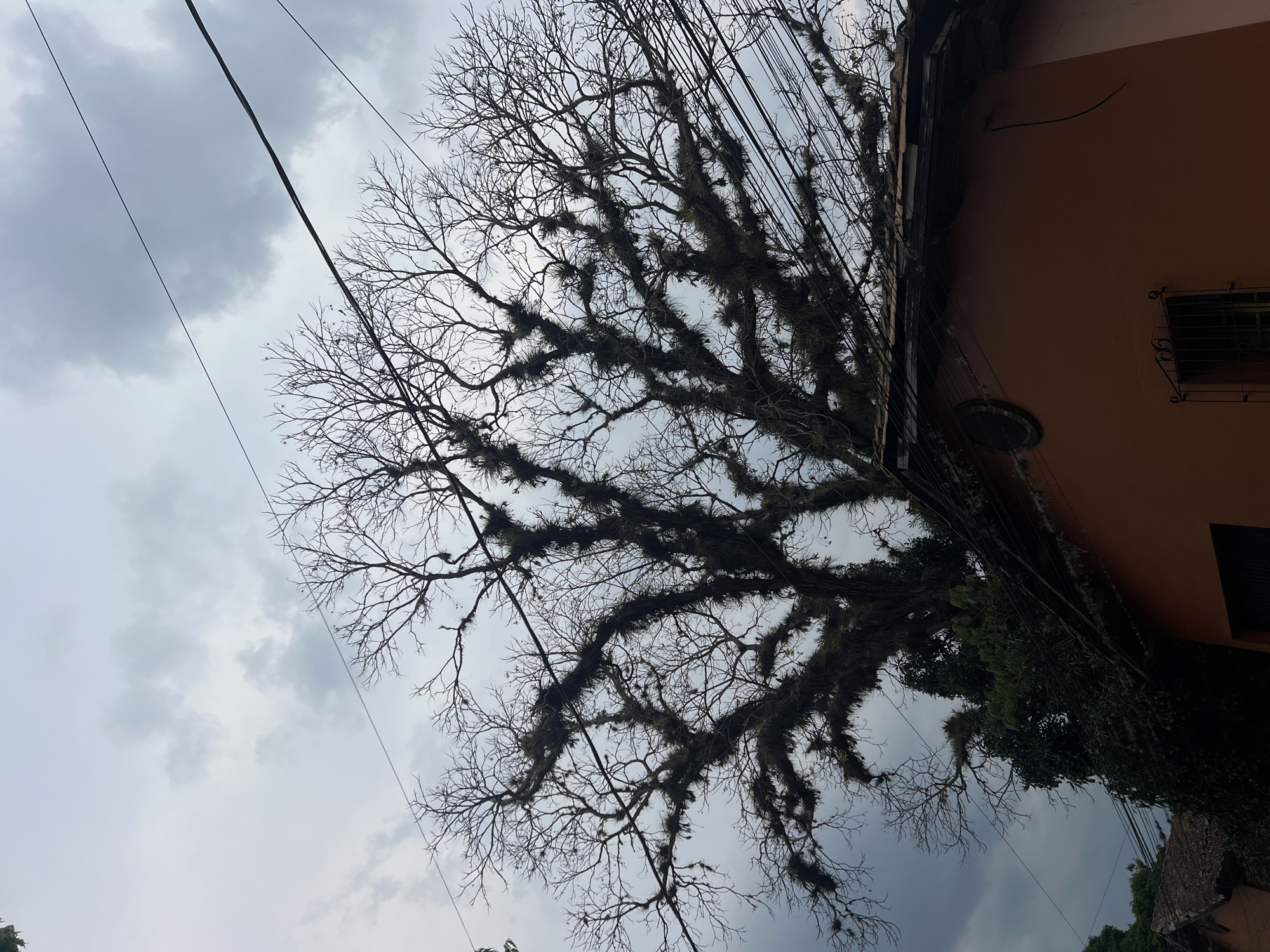 The image depicts a view upwards toward a cloudy sky with a large, bare tree heavily adorned with epiphytes, likely Spanish moss, obscuring much of the sky. The branches of the tree are intricate and spread wide. The corner of a peach-colored building is visible on the right side of the frame, featuring a window with a decorative wrought-iron grille. Several electrical wires crisscross the view, adding to the complexity of the scene. The presence of Spanish moss, peach color of building, and surrounding environment suggest that the photo was taken in the city of Gracias, Honduras.