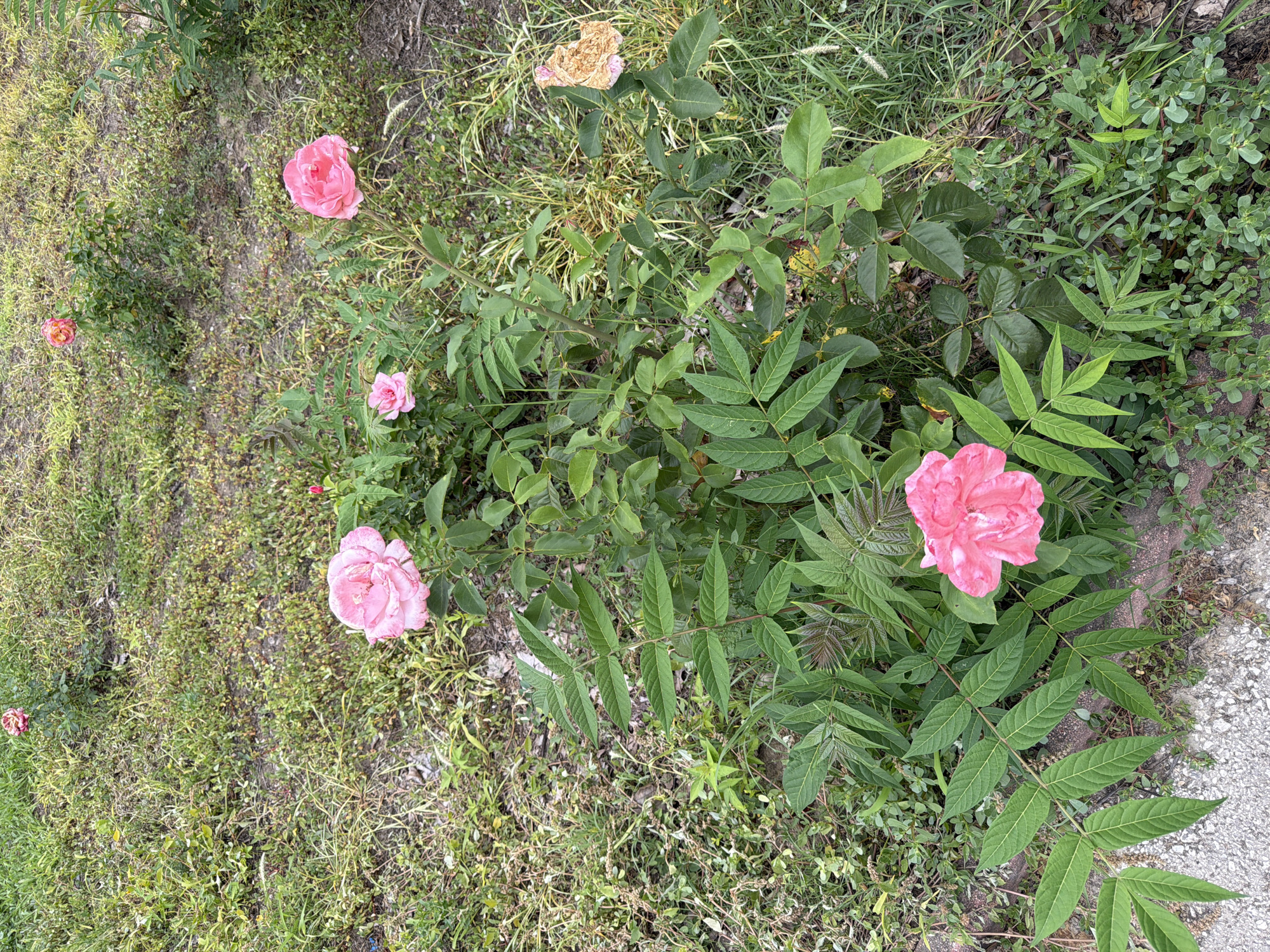 The image displays a close-up view of a rose bush with several pink roses in various stages of bloom, set against a background of green grass and dirt. One rose in the foreground is fully open, revealing its delicate petals. Another rose, further back and slightly to the right, is also in full bloom, while a smaller bud is visible nearby. To the far right, a withered, dried rose can be observed. The greenery of the rose bush is lush and vibrant, with some leaves showing signs of slight damage or wear. The surrounding environment appears to be an outdoor setting, possibly a garden or park area, with scattered dry grass and some small plants. The lighting suggests an overcast day or shaded conditions. There are no people or animals present in the frame. The image was taken in Pazardzhik, Bulgaria.