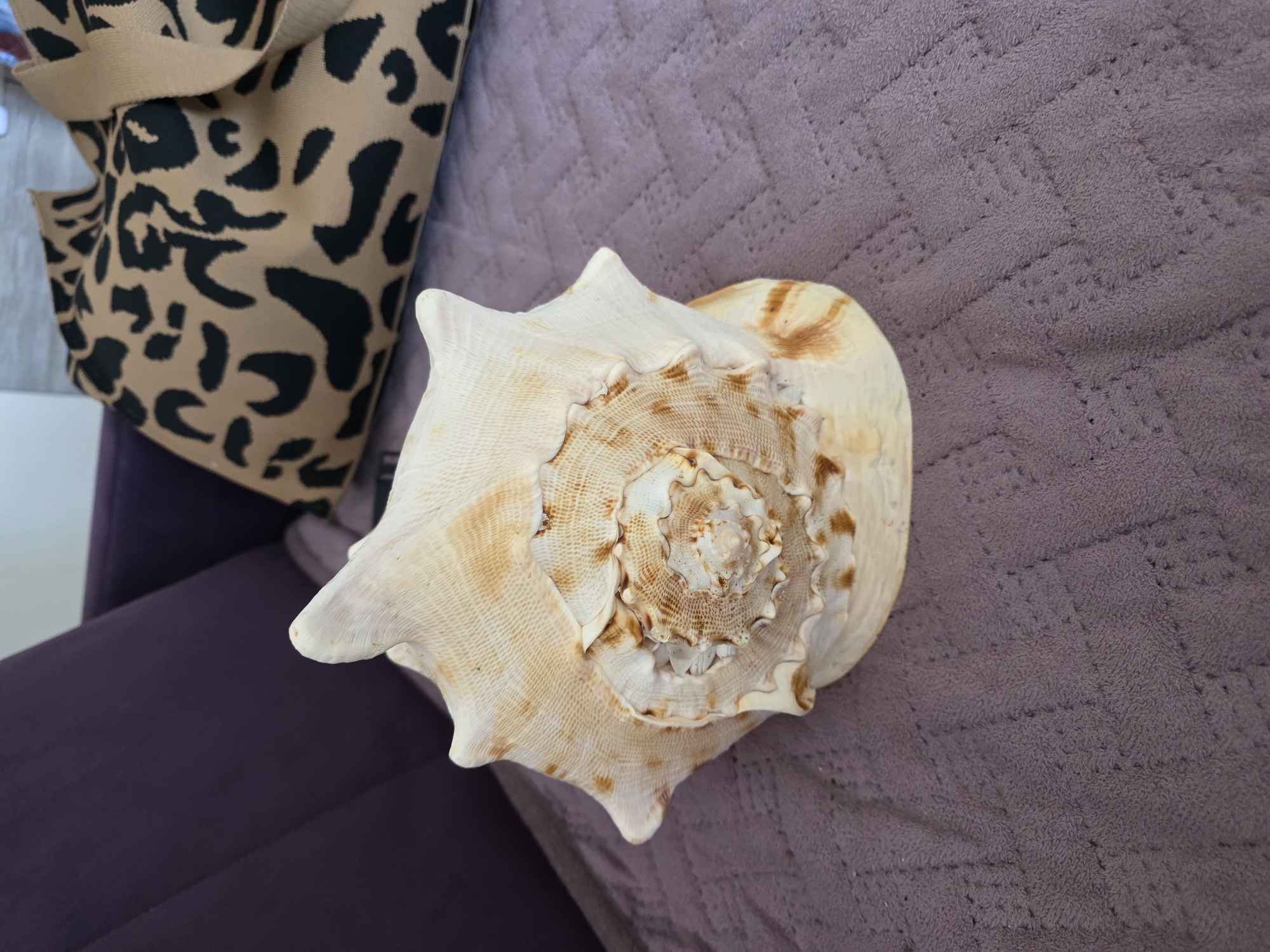 A large, tan and white conch shell is positioned on a textured purple blanket. Behind the shell, a portion of a dark purple couch is visible. To the right of the couch, a tan bag with a black leopard print pattern is partially visible. The lighting suggests an indoor setting, possibly a home or hotel room. The image does not contain any elements that would indicate a location in Sochi, Russia.