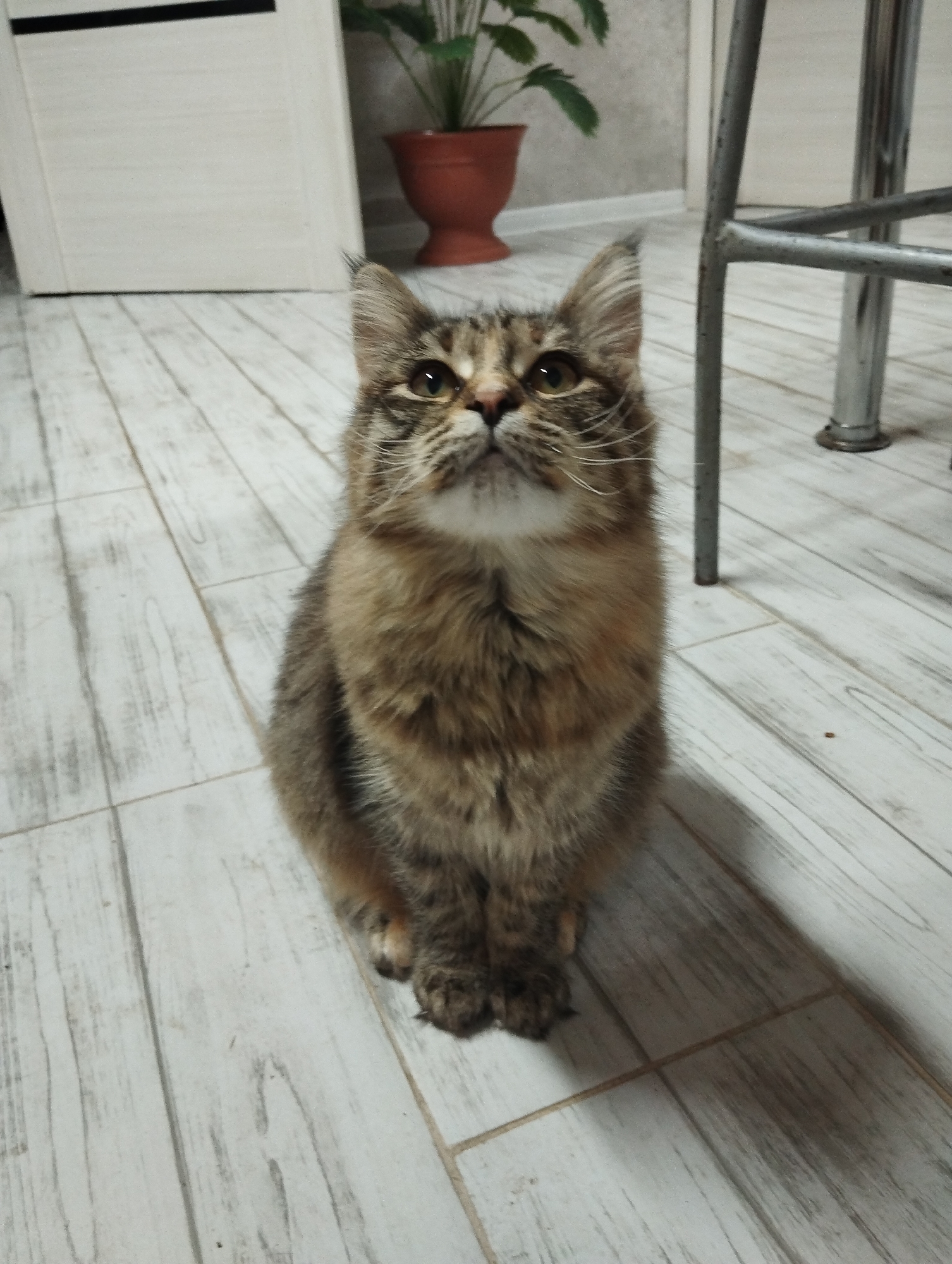 A fluffy brown and grey tabby cat sits upright on a light grey wood-patterned tile floor. Behind the cat is a white cabinet, a potted plant with green leaves, and part of a metal chair. The location is Grishanki, Russia.