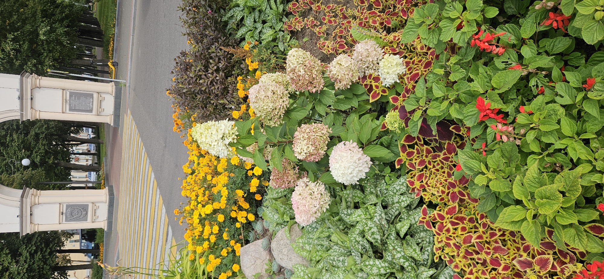 The image depicts an outdoor scene near an arched monument, likely in the city of Vitsebsk, Belarus, as indicated by historical context related to such arches. In the foreground, a vibrant flower bed is in full bloom, featuring a variety of colorful plants. Prominently displayed are clusters of hydrangeas with blossoms in shades of white, pale pink, and cream. Interspersed with the hydrangeas are plants with green foliage speckled with silver, and the striking red and yellow leaves of coleus plants. Small red salvia flowers add bright accents to the lower section of the frame.
Behind the flower bed, a pedestrian crossing with yellow and white stripes is visible, leading towards the arched structure. The monument itself appears to be made of light-colored stone, with decorative elements and plaques affixed to its pillars. Trees line the background, creating a green canopy. Beyond the trees, a street with cars and a yellow electric scooter parked on the sidewalk suggests an urban environment. The overall impression is a well-maintained public space, combining architectural elements with lush floral landscaping.