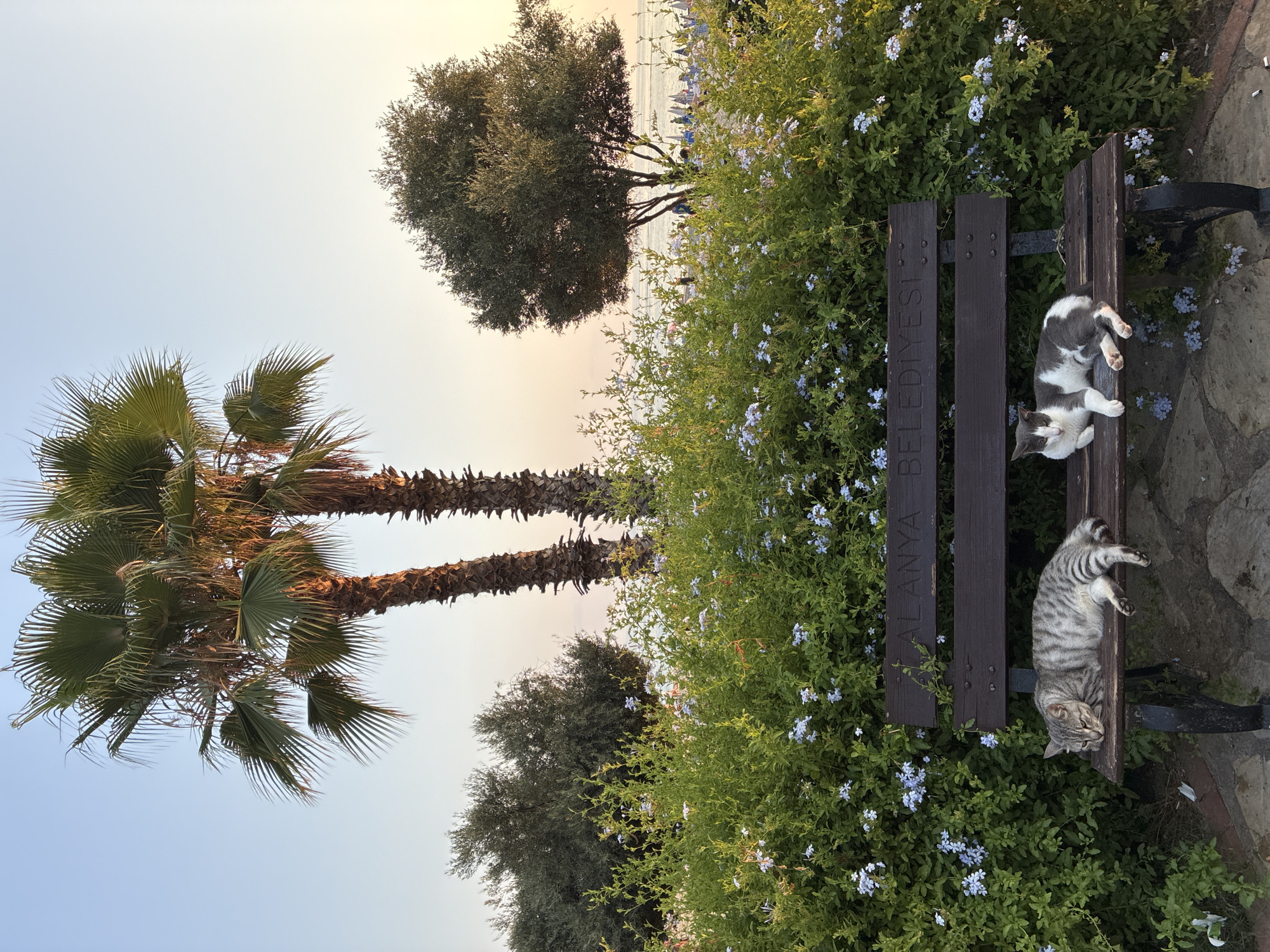 Two cats are resting on a park bench in Alanya, Turkey. A tabby cat is lying on its side on the left side of the bench, with its head resting on the wood. A grey and white cat is sitting on the right side of the bench, looking towards the viewer. The bench has the inscription "ALANYA BELEDİYESİ" carved into its backrest. Behind the bench, a lush green bush is covered in small blue flowers. Two palm trees are visible in the background, with a third tree to the right. The sky is a soft gradient of blue and orange, indicating either sunrise or sunset. In the distance, a beach with lounge chairs and umbrellas can be seen, along with the sea. The overall scene depicts a tranquil moment in a coastal city.