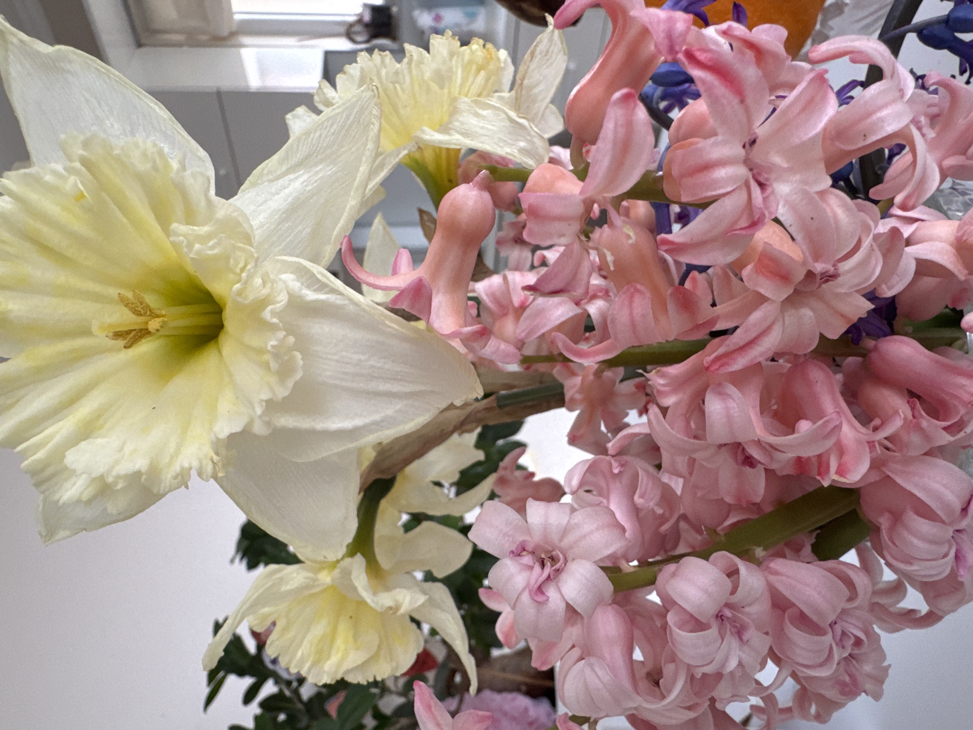 The image is a close-up shot of a bouquet of flowers. On the left, a large, white and pale yellow daffodil dominates the frame, its petals ruffled and intricate. To the right, a cluster of pink hyacinths is tightly packed, their individual florets delicate and overlapping. The background is blurred and light, suggesting an indoor setting. The image appears to have been taken indoors in Varna, Bulgaria.