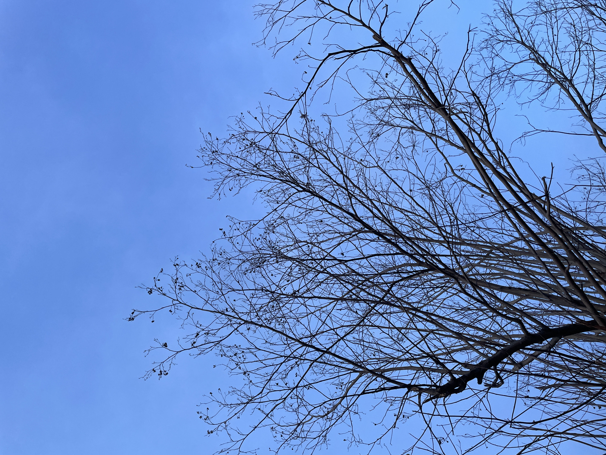 The image shows a view looking up at bare tree branches against a blue sky. The branches are dark and intricate, contrasting with the light blue background. The sky is clear with no visible clouds. The image does not contain sufficient information to determine the location in Pasar Paloh, Indonesia, or any other details about people, subjects, or actions.