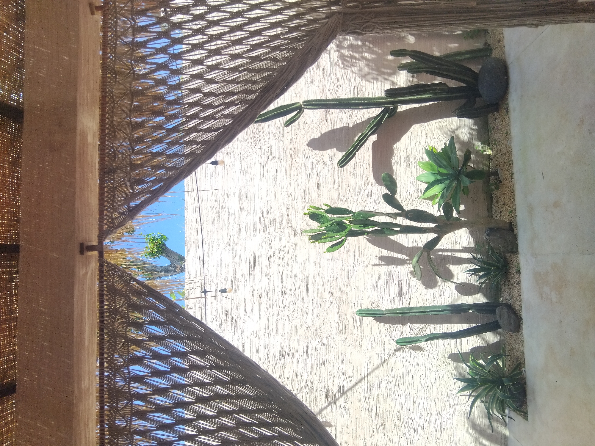 The image depicts an outdoor space in Unknown, Unknown, featuring a textured wall with various cacti and succulents planted along its base. The plants are illuminated by sunlight, casting shadows on the wall. A woven canopy provides partial shade to the area, revealing patches of blue sky and a tree. The floor appears to be tiled, and the overall scene suggests a relaxed and natural setting.