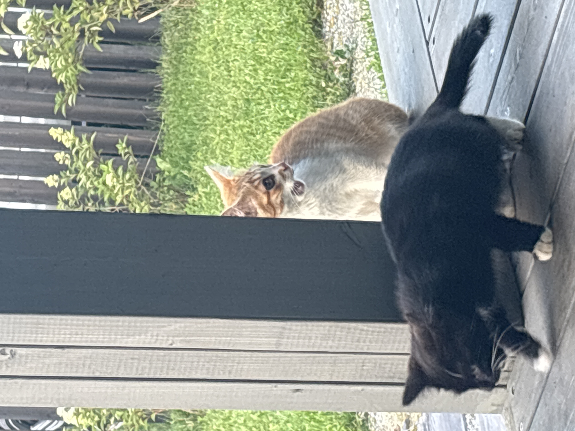 In Zvenigorod, Russia, on a wooden porch, two cats are visible. In the foreground, a black and white cat is walking to the left, its body angled towards the viewer. Its front paws are on the wooden planks, and its tail is extended behind it. Further back, to the right, an orange and white cat is looking to the left with its mouth slightly open, appearing to be vocalizing or meowing. This cat is partially obscured by a dark, vertical post. Behind the cats, a wooden fence and green grass are visible.