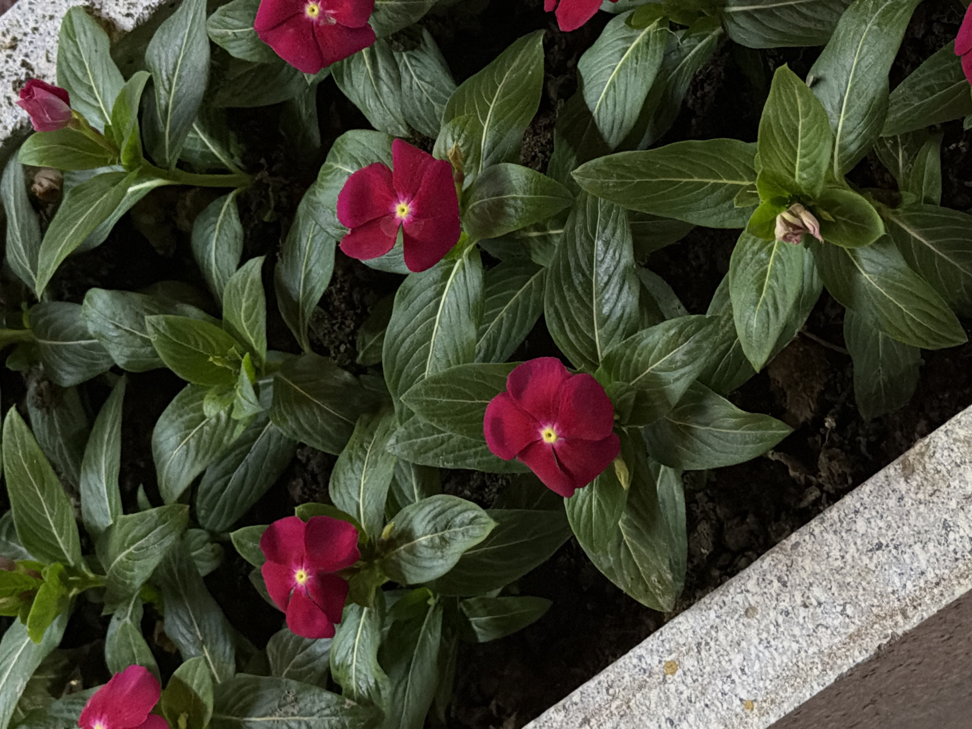 A close-up, eye-level shot reveals a planter filled with vibrant pink vinca flowers and lush green leaves. The planter's edge, made of textured granite, is visible in the lower left quadrant. The flowers are in various stages of bloom, with some fully open and others as budding flowers. The scene is set outdoors, likely in a garden or park within the city of Chirchik, Uzbekistan, given the context. The lighting is even, highlighting the rich colors and textures of the plants. No people or animals are present in the image. The dark soil provides a contrasting backdrop to the bright flowers and leaves.