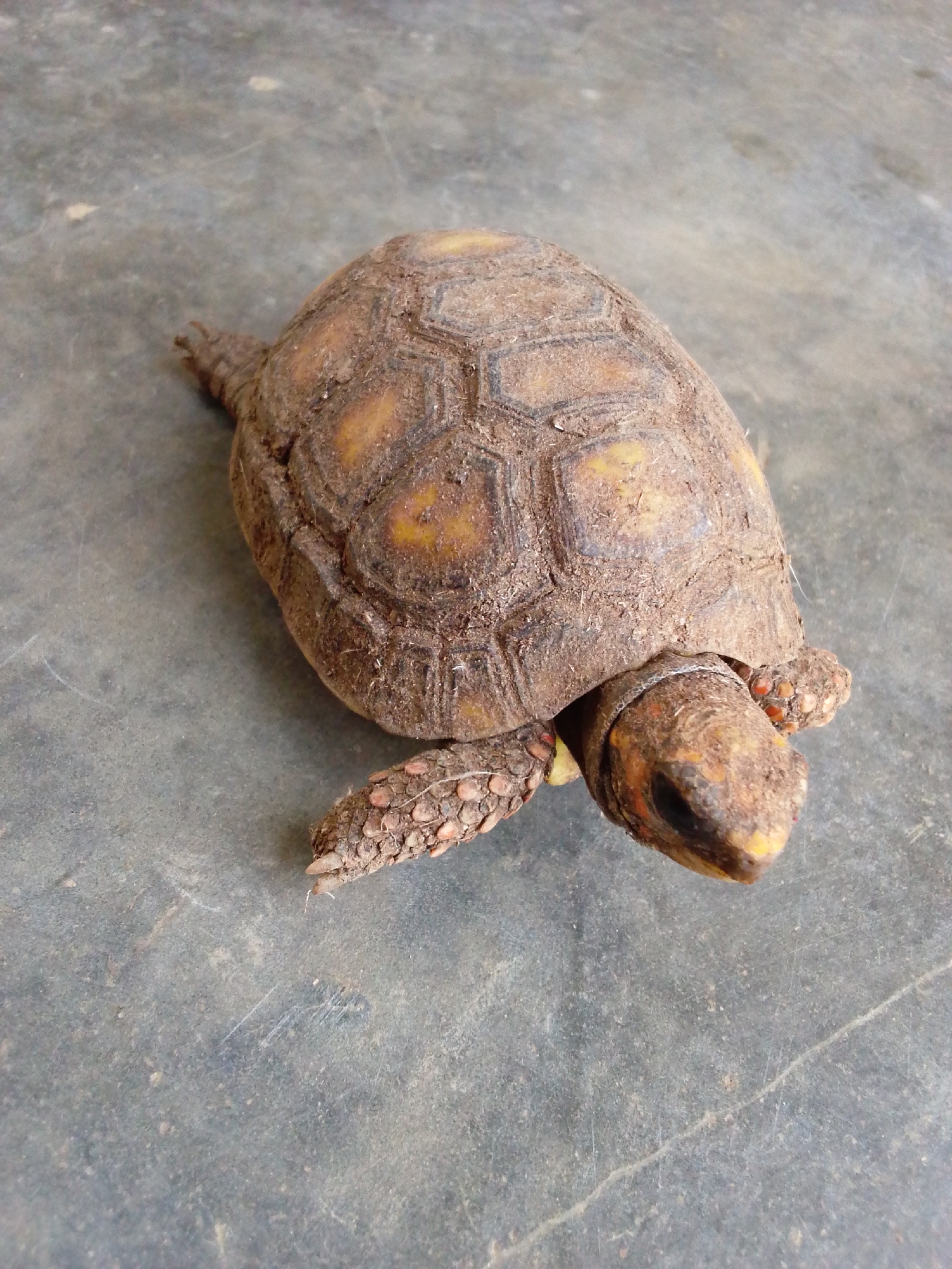 A top-down shot captures a terrestrial turtle, likely a tortoise, positioned on a dusty, grey concrete surface. The animal is the central subject, its body slightly angled with its head facing towards the lower right of the frame.
The turtle's carapace (shell) is robust, earthy brown, and appears to be covered in a layer of mud or dust, obscuring some of its natural markings but still showing distinct, somewhat hexagonal scutes. Hints of yellowish-orange coloration are visible beneath the dirt on the scutes. Its head, extended from the shell, is a mottled reddish-brown and orange, with a sharp, beak-like mouth. A thin, light-colored band, possibly a string or natural marking, is visible around its neck where it meets the shell. One scaly, knobby front leg is visible, extended forward, and part of a rear leg/tail is also seen.
The concrete surface is textured, with various shades of grey, dust, and faint scratches or blemishes, suggesting an outdoor or utilitarian indoor setting. The lighting is even, suggesting natural daylight, though the time of day is not explicitly clear. The turtle appears to be stationary or moving slowly. There is no visible text in the image.