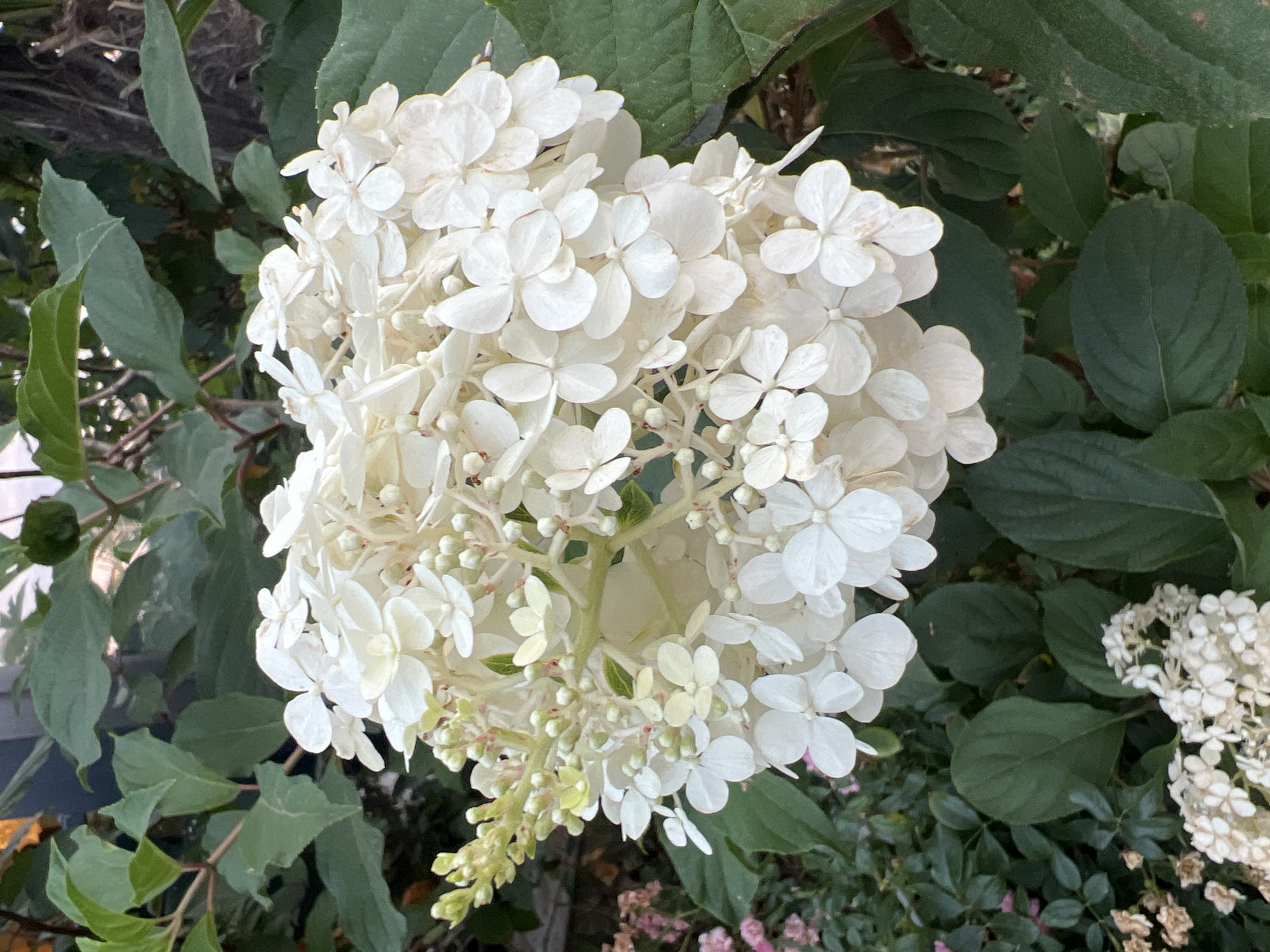 A close-up, eye-level shot captures a cluster of white hydrangea flowers with prominent green leaves and stems. The flowers are densely packed, with individual florets appearing delicate and layered, some showing hints of pale green or cream. The leaves are a rich, dark green, some with a slightly matte texture, and a few stems are visible within the foliage. The background is softly blurred, suggesting an outdoor environment with hints of other plants, possibly in a garden or park setting. There are no people or animals present. The lighting appears natural, indicating daylight. The scene is located in Batumi, Georgia.