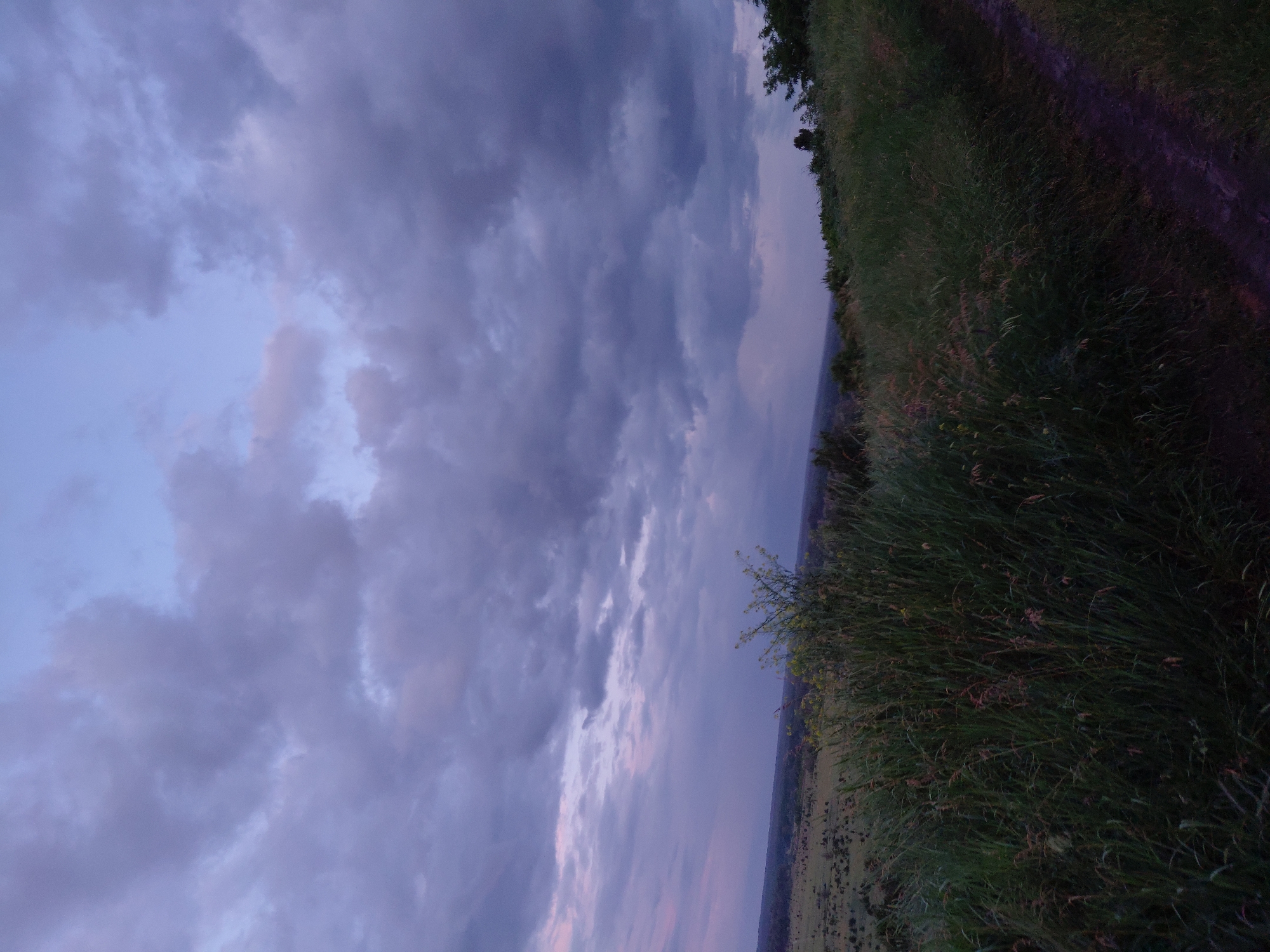 The image depicts a twilight scene from a high vantage point overlooking a rural landscape. In the foreground, tall, dense green grass with hints of brown and pink seed heads dominates the lower portion of the frame, with a dark, muddy path visible on the right. A small, leafy bush with yellow flowers is positioned in the middle ground, slightly to the left of center. Beyond the immediate foreground, a vast, undulating field stretches to the horizon, dotted with scattered trees and shrubs. The sky above is a dramatic canvas of deep blue and grey clouds, tinged with soft pink and purple hues from the fading light, suggesting either dusk or dawn. The overall atmosphere is serene and natural, with no human presence or man-made structures visible other than the path.
