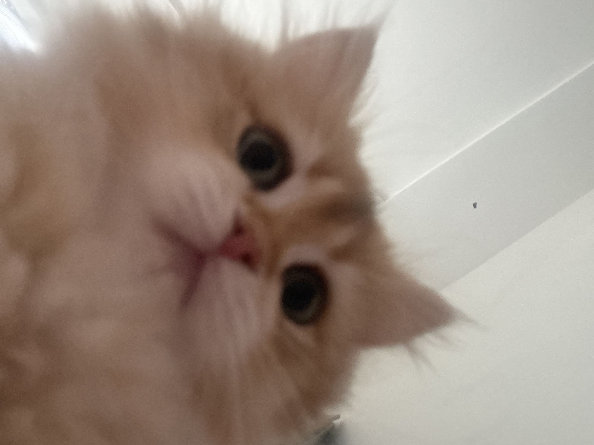 The image shows a close-up, low-angle shot of a fluffy, light orange kitten looking directly at the camera. The kitten's face is the primary focus, with its eyes, nose, and mouth clearly visible. The background appears to be a light-colored, possibly white, soft surface, such as fabric or a curtain, which is out of focus. There is a very faint shadow in the lower right quadrant of the image. There is no information in the image to suggest a location in Yurukovo, Bulgaria.