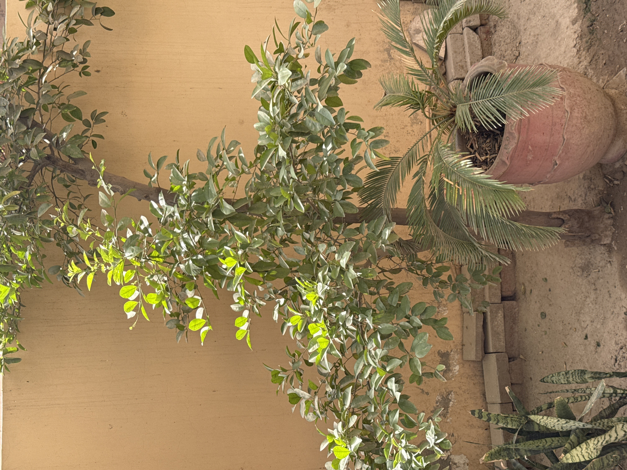 Here is a detailed description of the image:
The image depicts an outdoor scene, likely a courtyard or garden area. A light brown or tan wall serves as a backdrop, partially covered by the foliage of a tree or shrub with small, green leaves. Some of the leaves are brightly illuminated, suggesting sunlight filtering through them.
To the right of the tree, there is a potted plant, possibly a palm or cycad, in a large, reddish-brown terracotta pot. The pot sits near a stack of light gray or beige concrete blocks. In the bottom right corner, there are snake plants with their distinctive vertically striped leaves.
The ground appears to be a mixture of dirt and sand, with scattered debris. The image is shot at an angle, and details suggest a residential or semi-urban environment. The location in the city is unknown, as there are no identifiable landmarks or features.