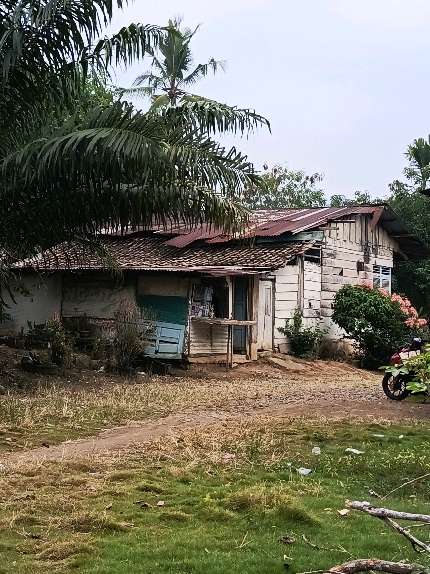 A rustic, weathered wooden house with a corrugated tin roof stands amidst lush tropical foliage in Megang Sakti II, Indonesia. The house appears aged and somewhat dilapidated, with peeling white paint on its exterior walls and exposed wooden planks. A portion of the roof is rusty and possibly damaged. Green shutters adorn one window, and a teal-colored door is partially visible. In front of the house, a dirt path leads away, bordered by dry grass and some green patches. Various plants, including palm trees and flowering bushes, surround the structure. To the right, the rear of a red motorcycle is parked near some greenery. The sky above is overcast. The scene conveys a sense of rural simplicity and the passage of time.